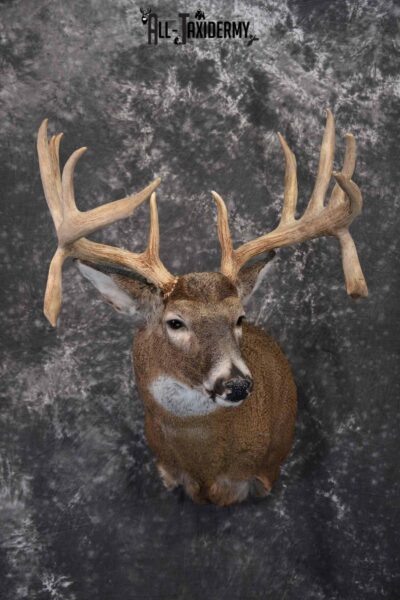 Whitetail Deer Taxidermy Shoulder Mount for Sale SKU 1316