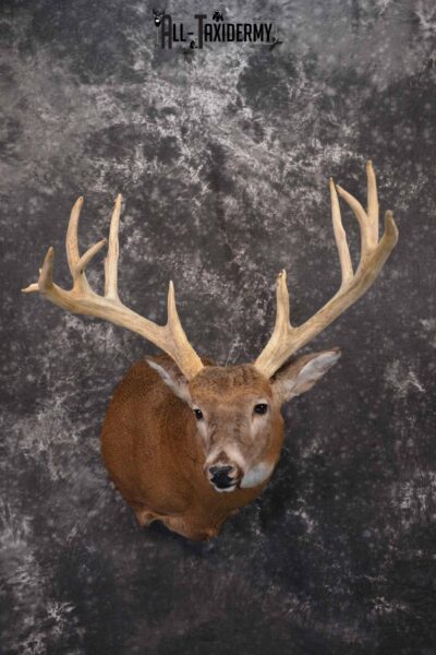 Whitetail Deer taxidermy shoulder mount for sale SKU 1319
