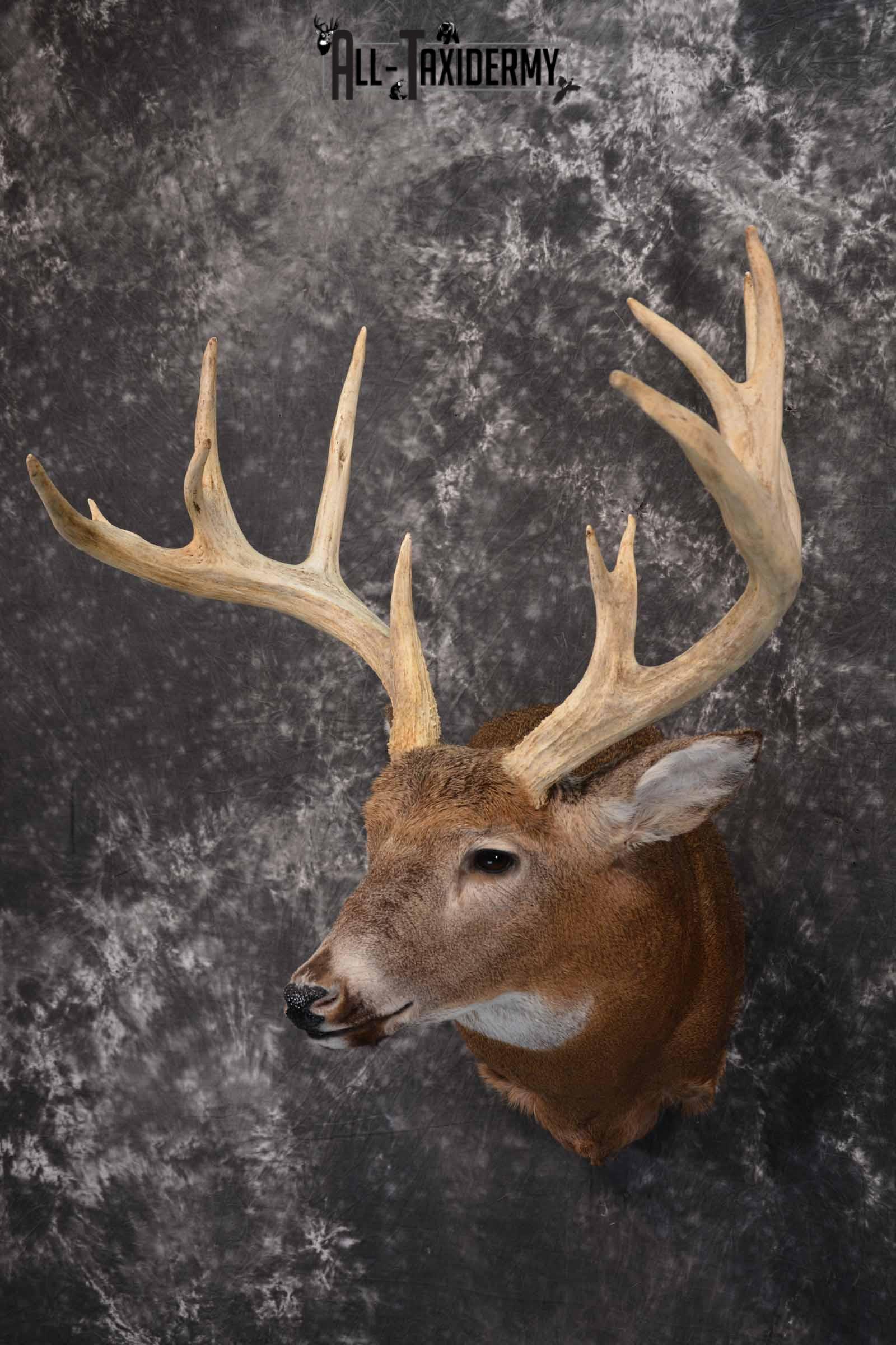 Whitetail Deer taxidermy shoulder mount for sale SKU 1319 - Image 2