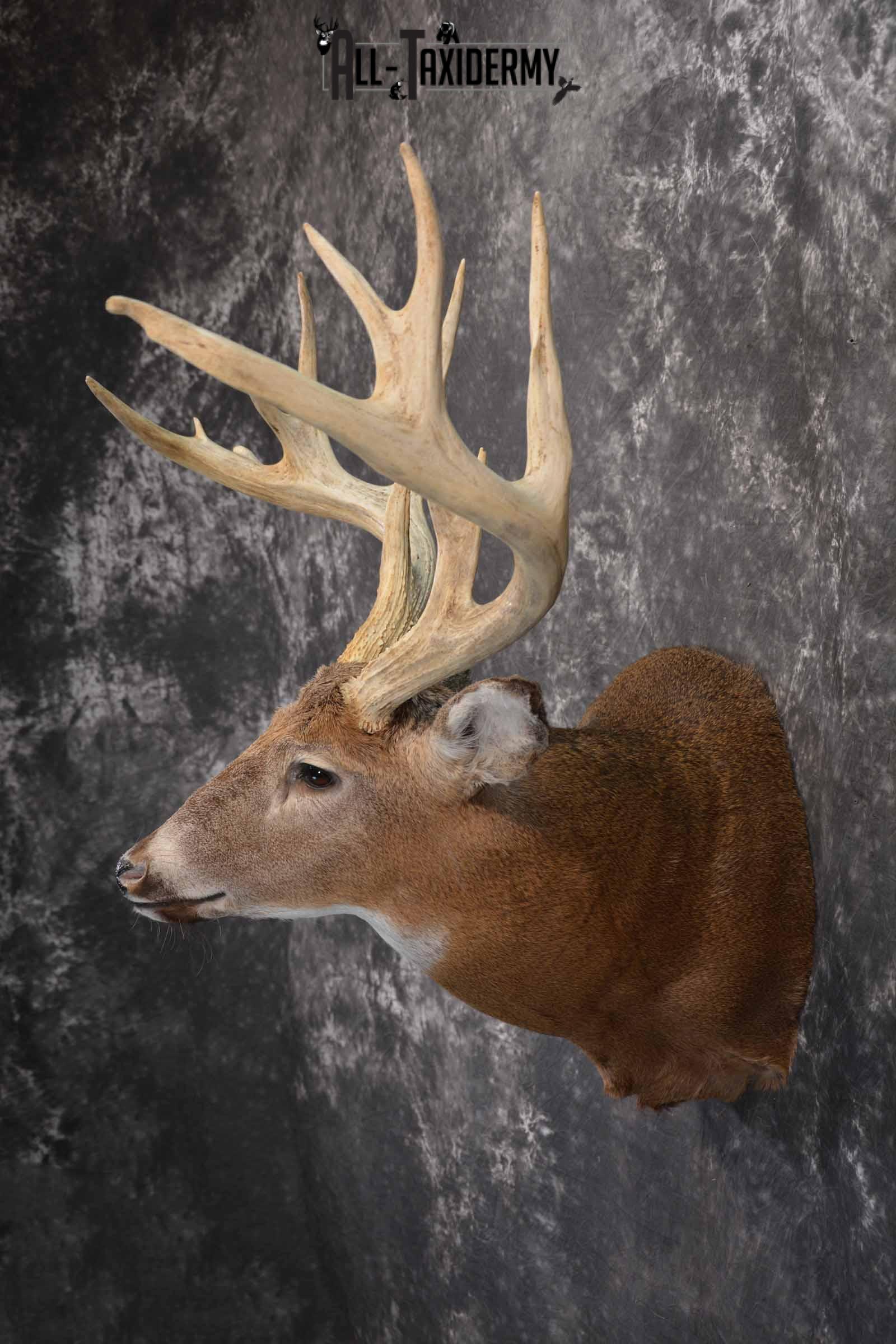 Whitetail Deer taxidermy shoulder mount for sale SKU 1319 - Image 3
