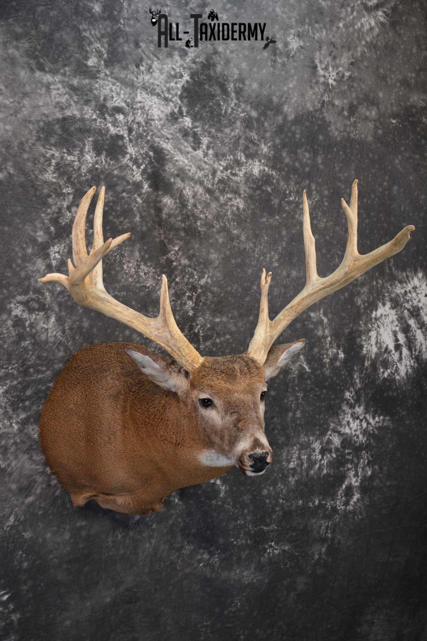 Whitetail Deer taxidermy shoulder mount for sale SKU 1319 All Taxidermy
