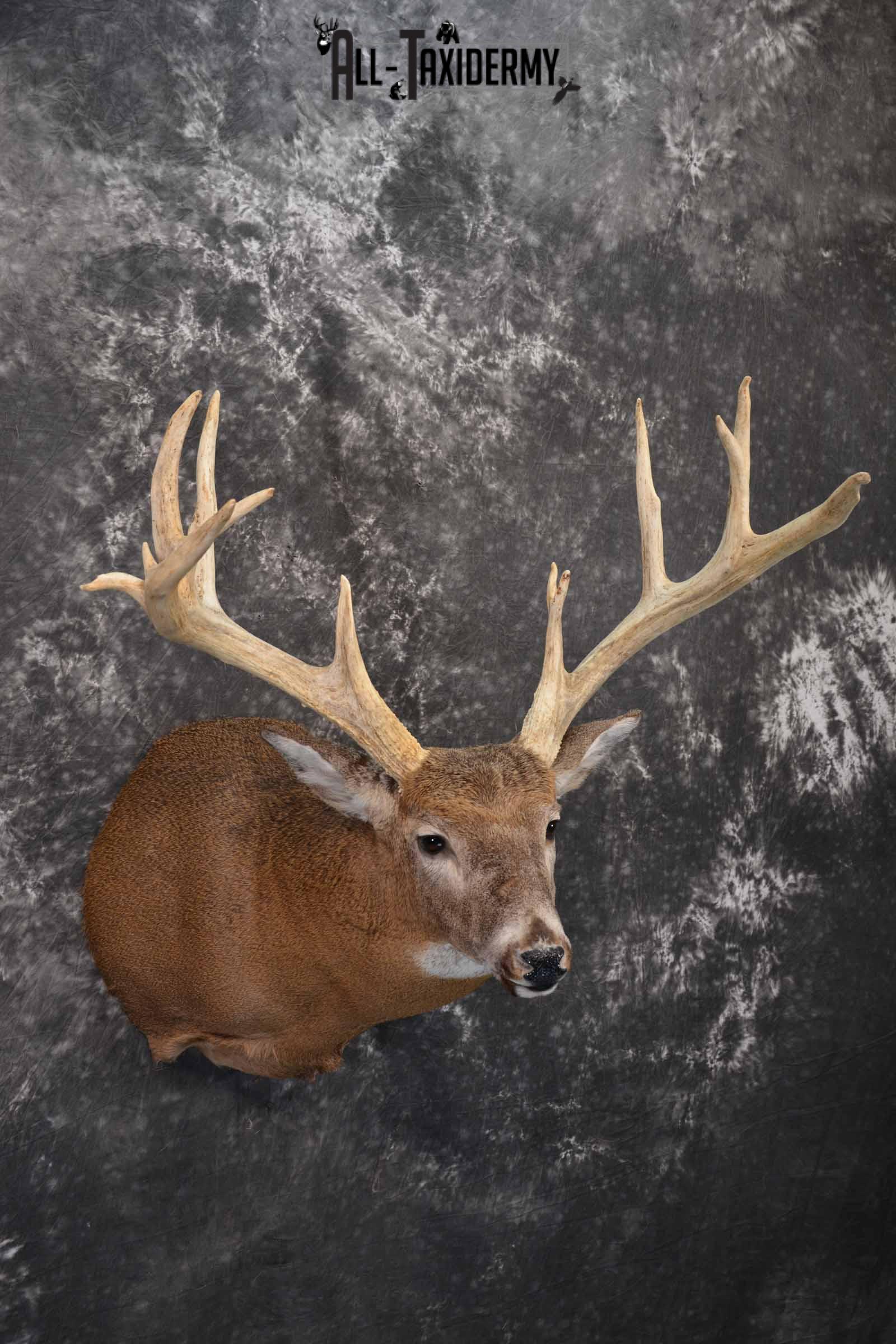 Whitetail Deer taxidermy shoulder mount for sale SKU 1319 - Image 4