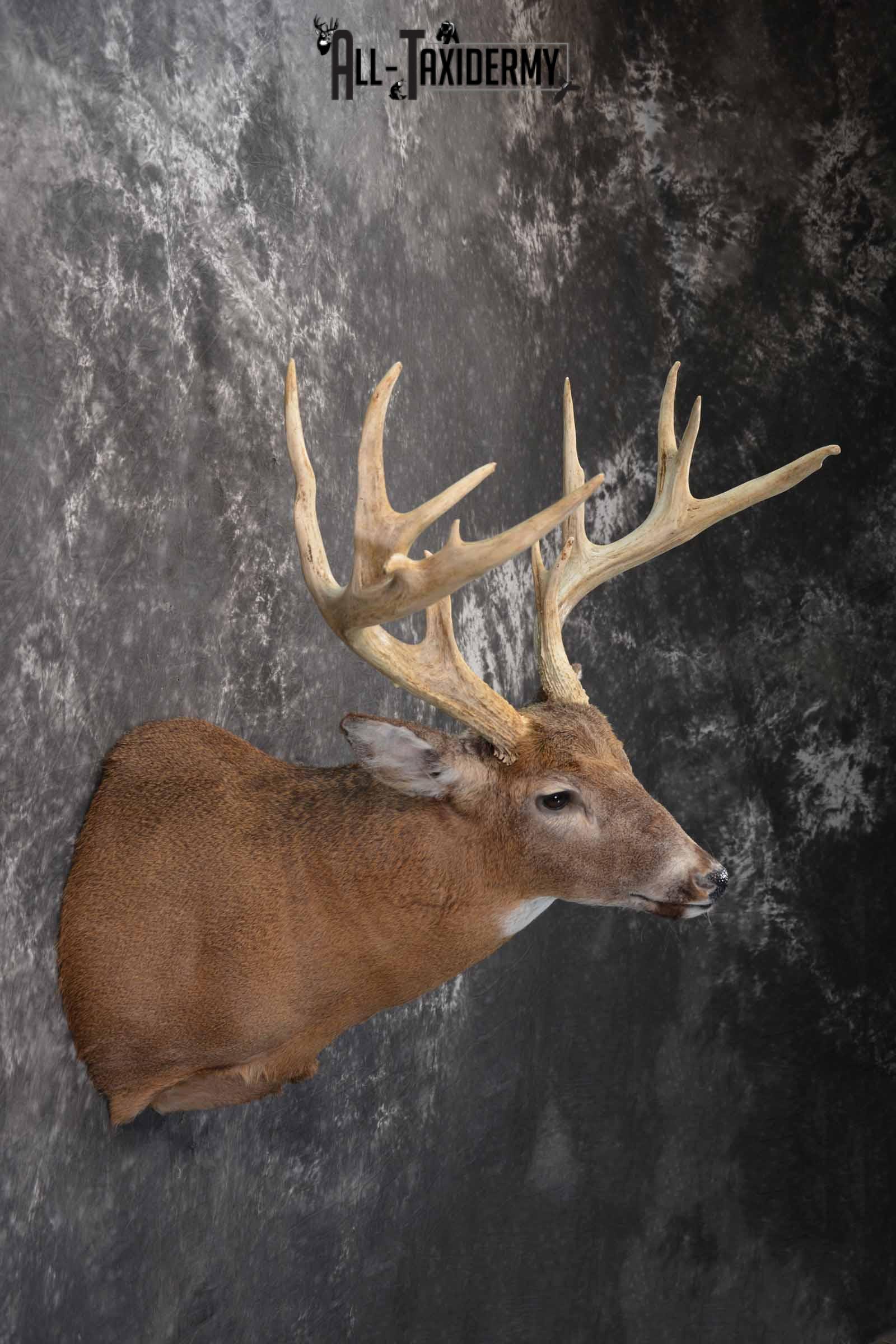 Whitetail Deer taxidermy shoulder mount for sale SKU 1319 - Image 5