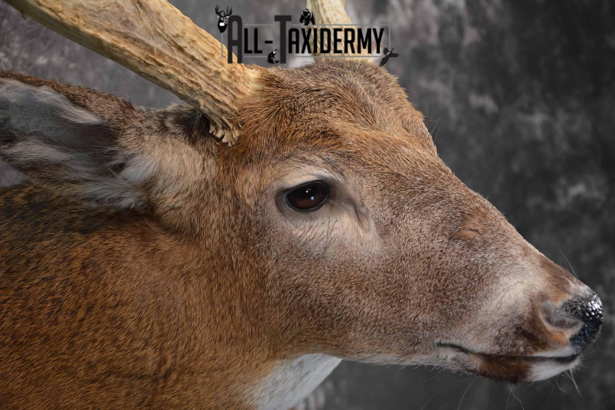 Whitetail Deer taxidermy shoulder mount for sale SKU 1319 - Image 6