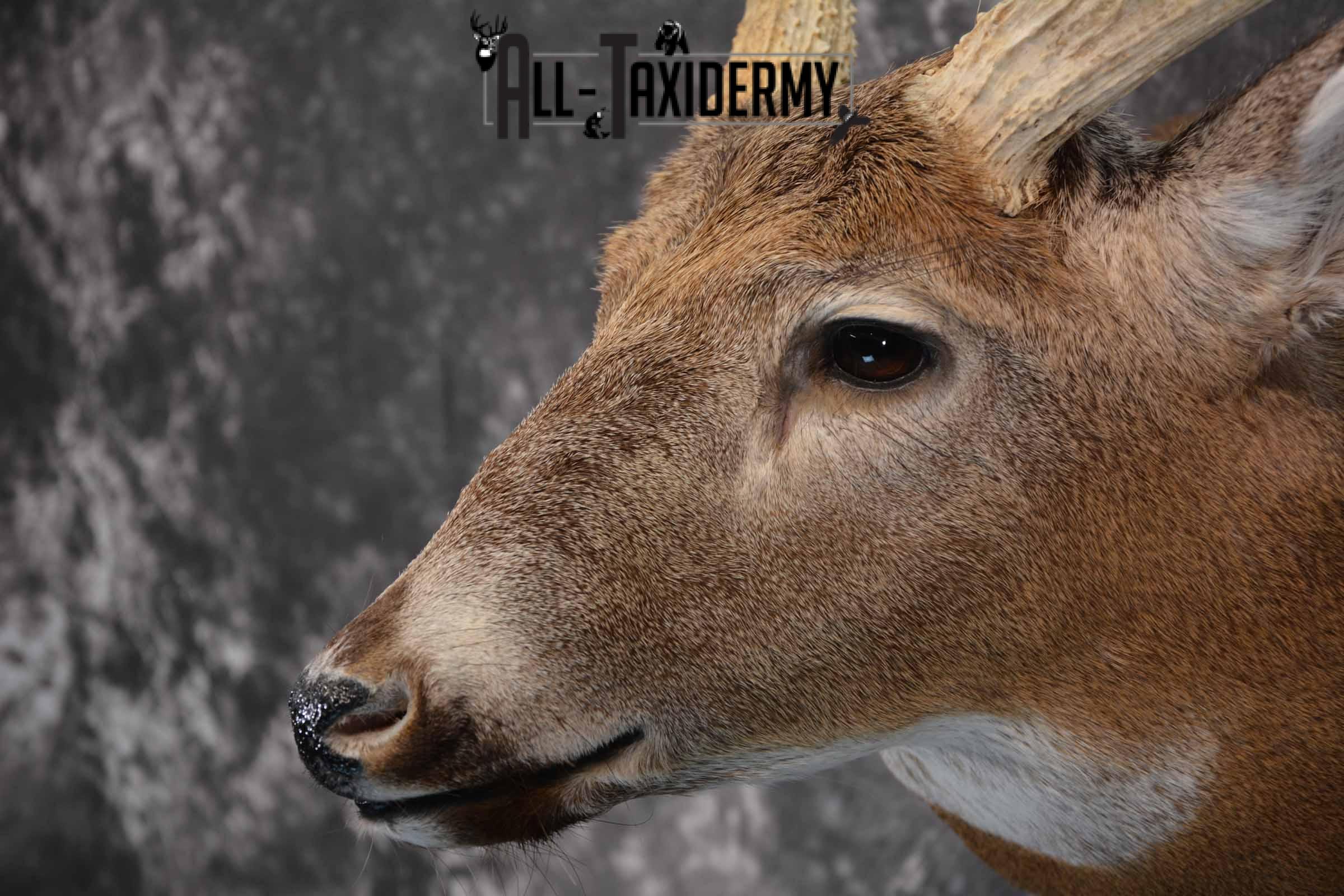 Whitetail Deer taxidermy shoulder mount for sale SKU 1319 - Image 7