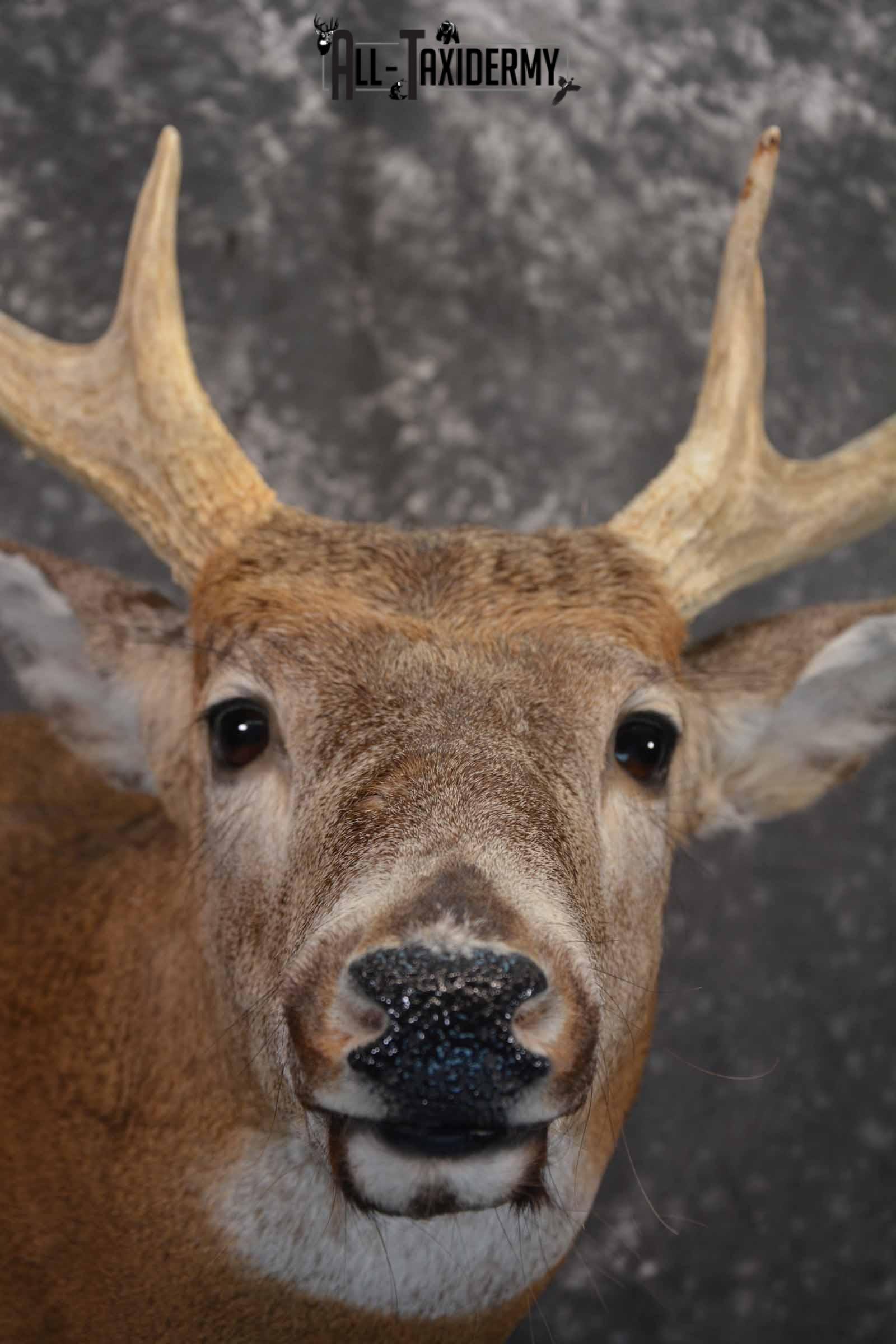 Whitetail Deer taxidermy shoulder mount for sale SKU 1319 - Image 8