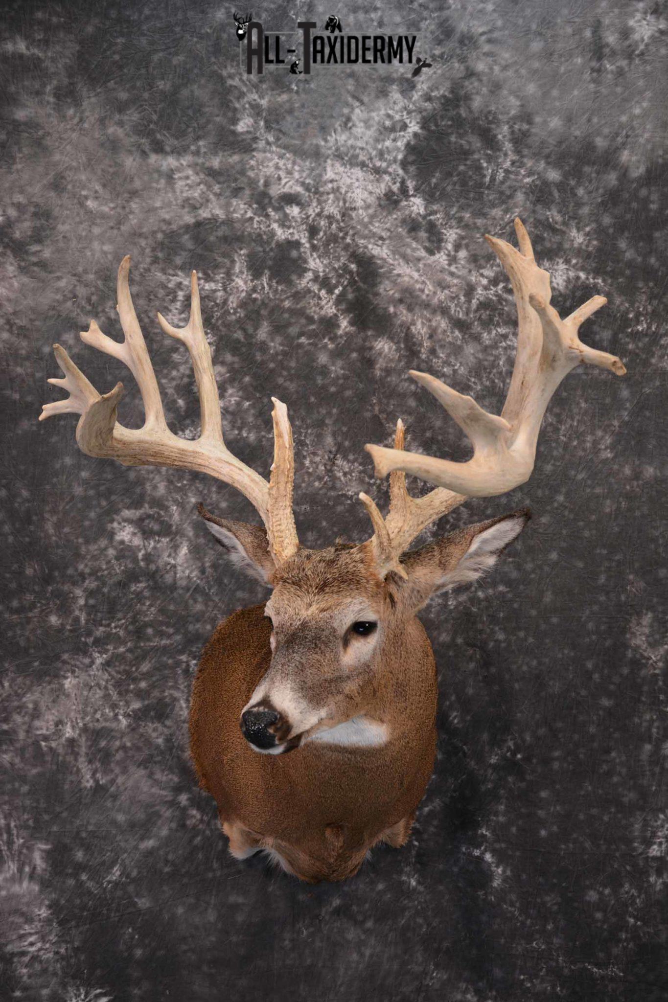 Whitetail Deer Taxidermy shoulder mount for sale SKU 1321 - All Taxidermy