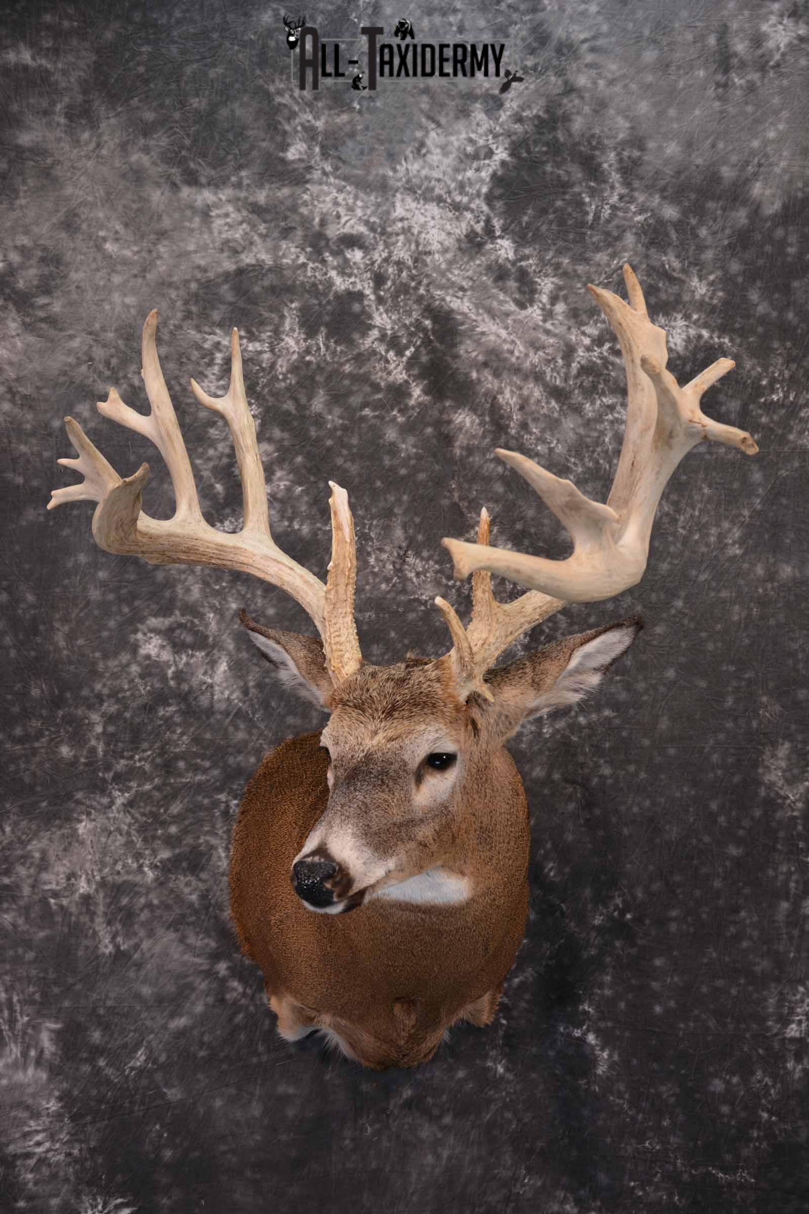 Whitetail Deer Taxidermy shoulder mount for sale SKU 1321