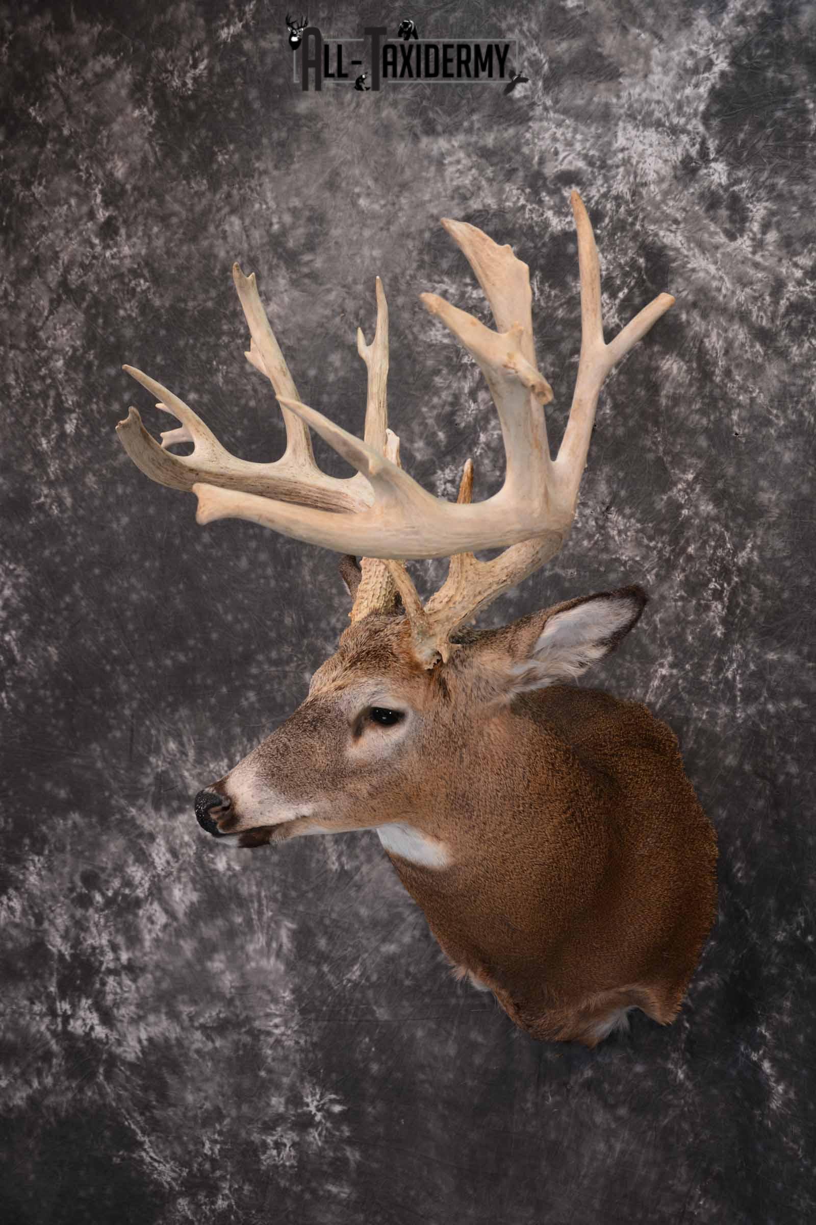 Whitetail Deer Taxidermy shoulder mount for sale SKU 1321 - Image 2