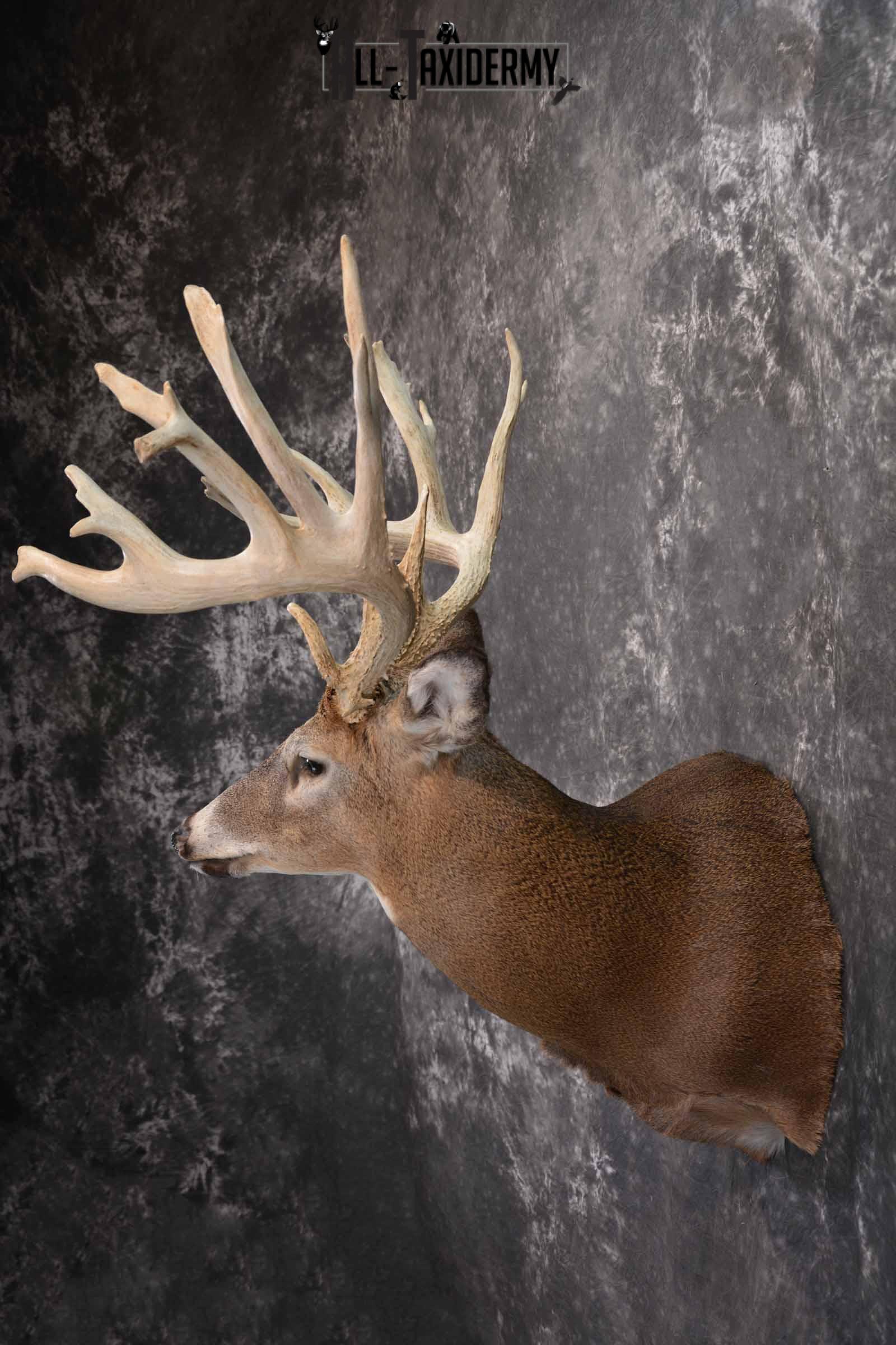 Whitetail Deer Taxidermy shoulder mount for sale SKU 1321 - Image 3