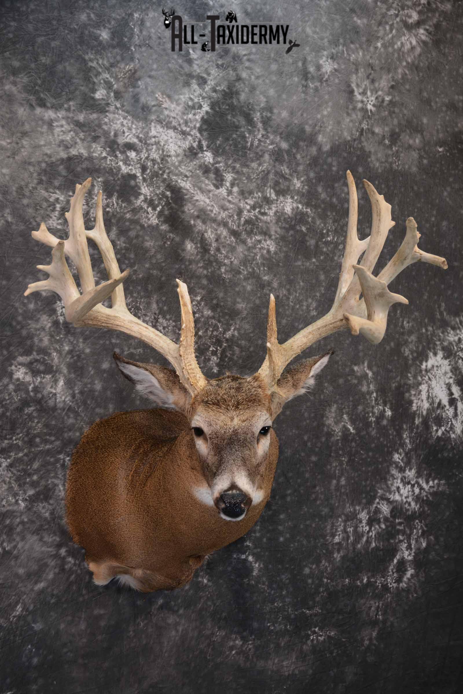 Whitetail Deer Taxidermy shoulder mount for sale SKU 1321 - Image 4