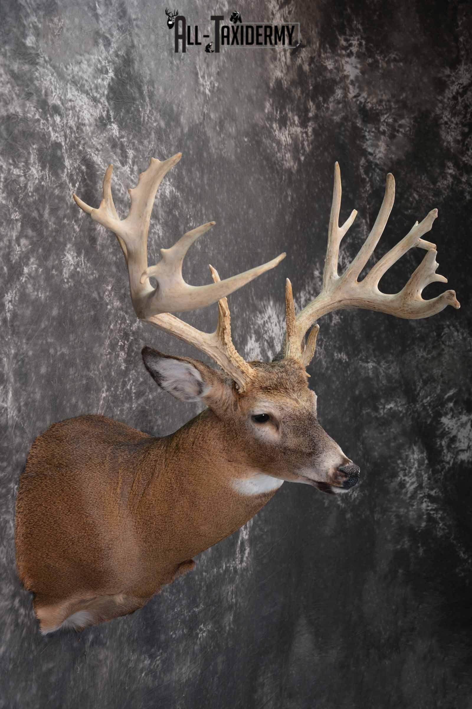 Whitetail Deer Taxidermy shoulder mount for sale SKU 1321 - Image 5