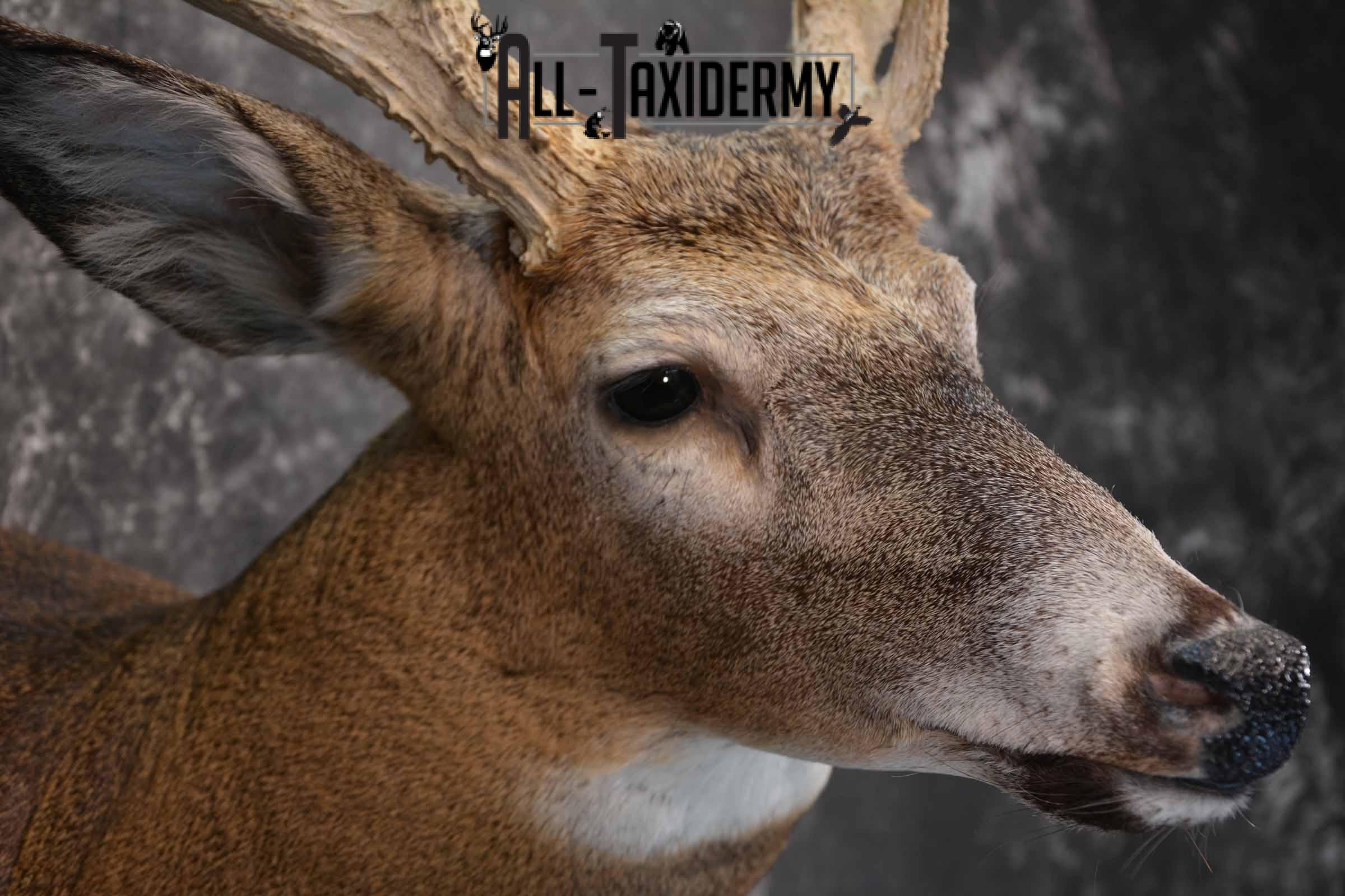 Whitetail Deer Taxidermy shoulder mount for sale SKU 1321 - Image 6