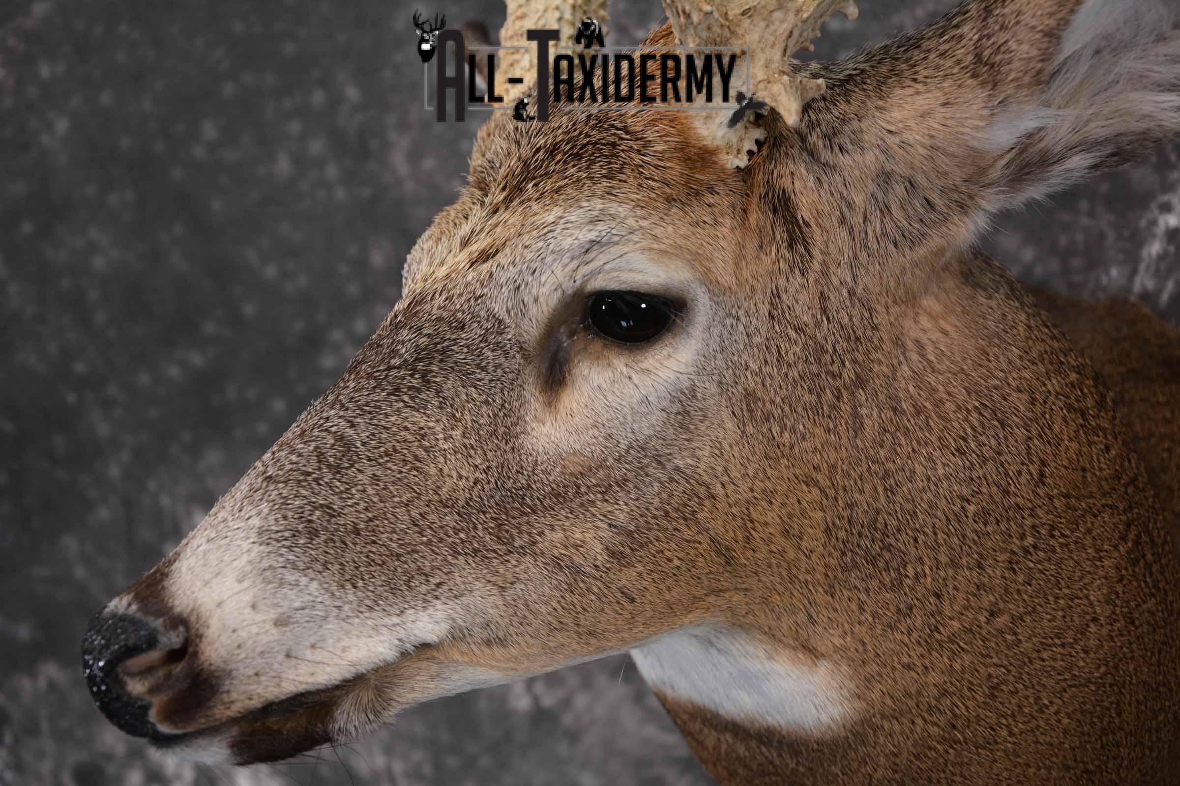 Whitetail Deer Taxidermy shoulder mount for sale SKU 1321 - Image 7
