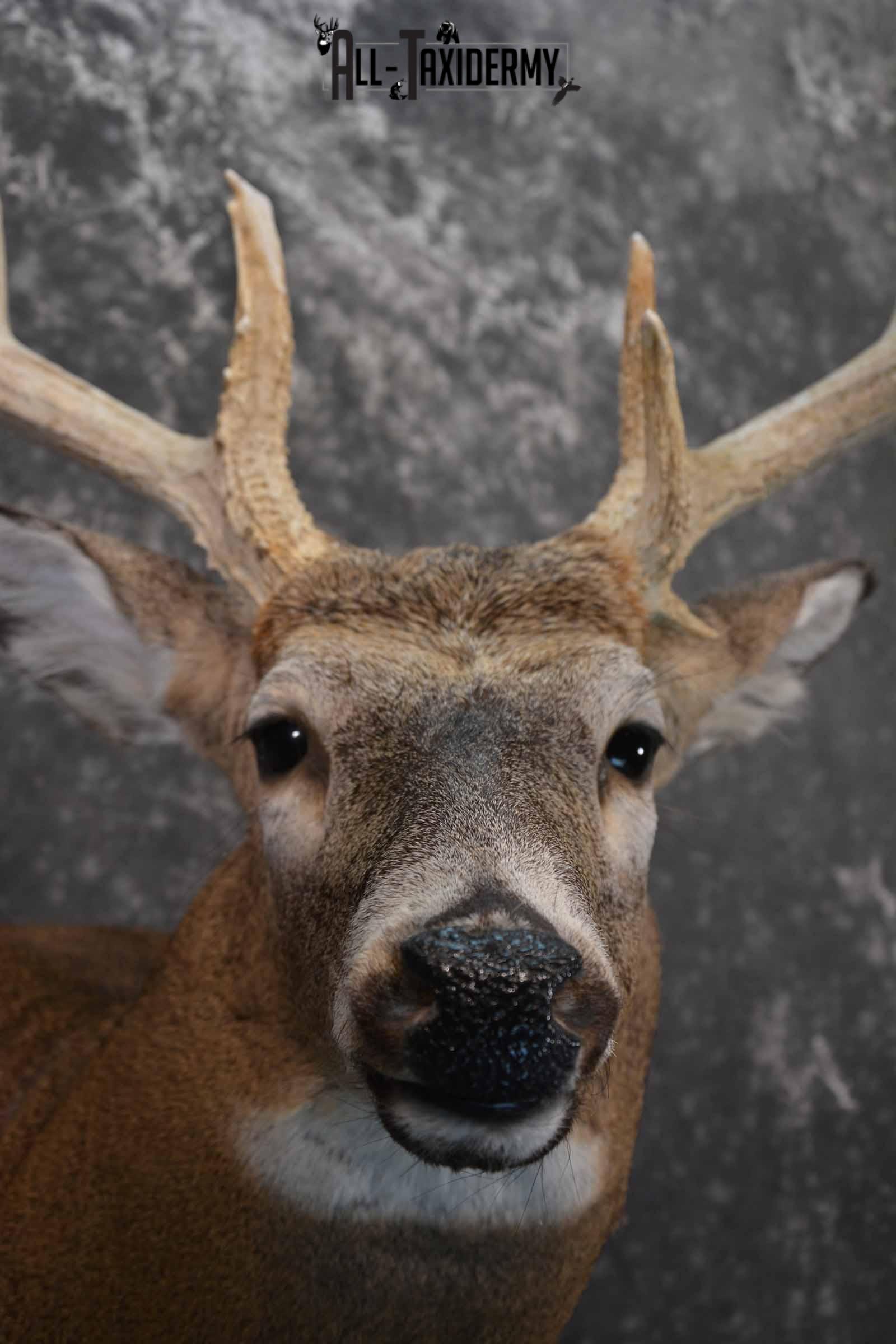 Whitetail Deer Taxidermy shoulder mount for sale SKU 1321 - Image 8