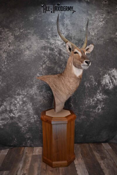 African Waterbuck Floor pedestal SKU 1369