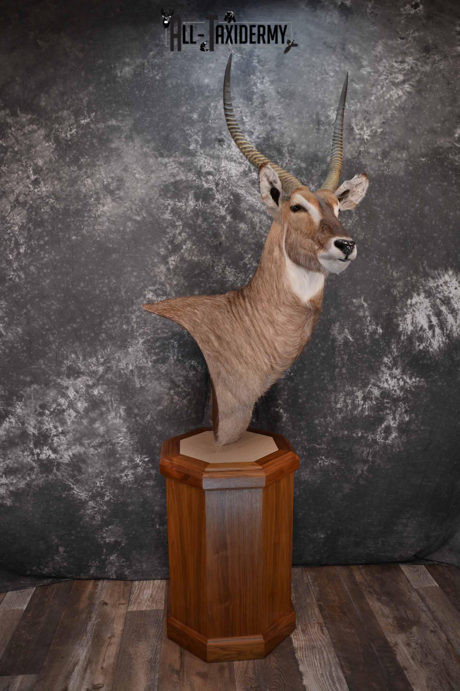 African Waterbuck Floor pedestal SKU 1369