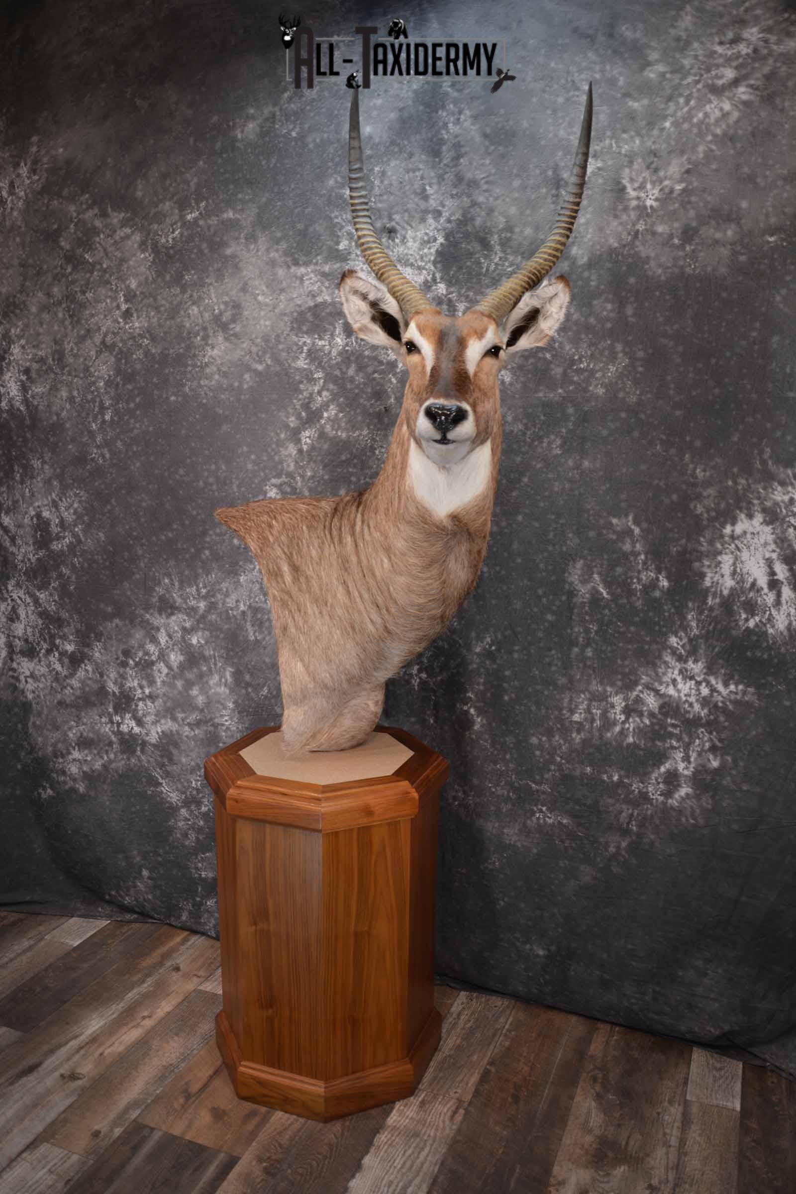 African Waterbuck Floor pedestal SKU 1369 - Image 2