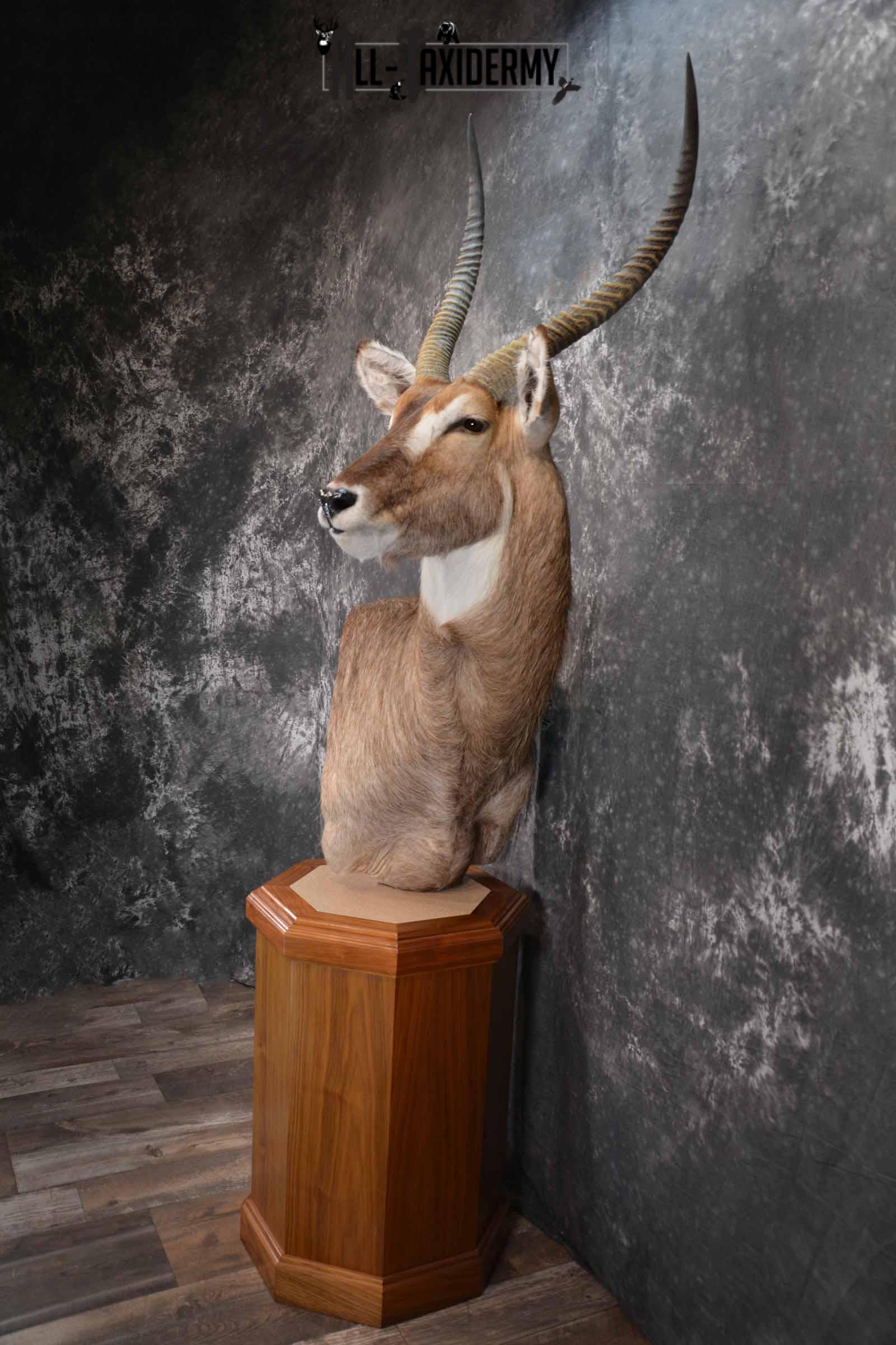African Waterbuck Floor pedestal SKU 1369 - Image 3