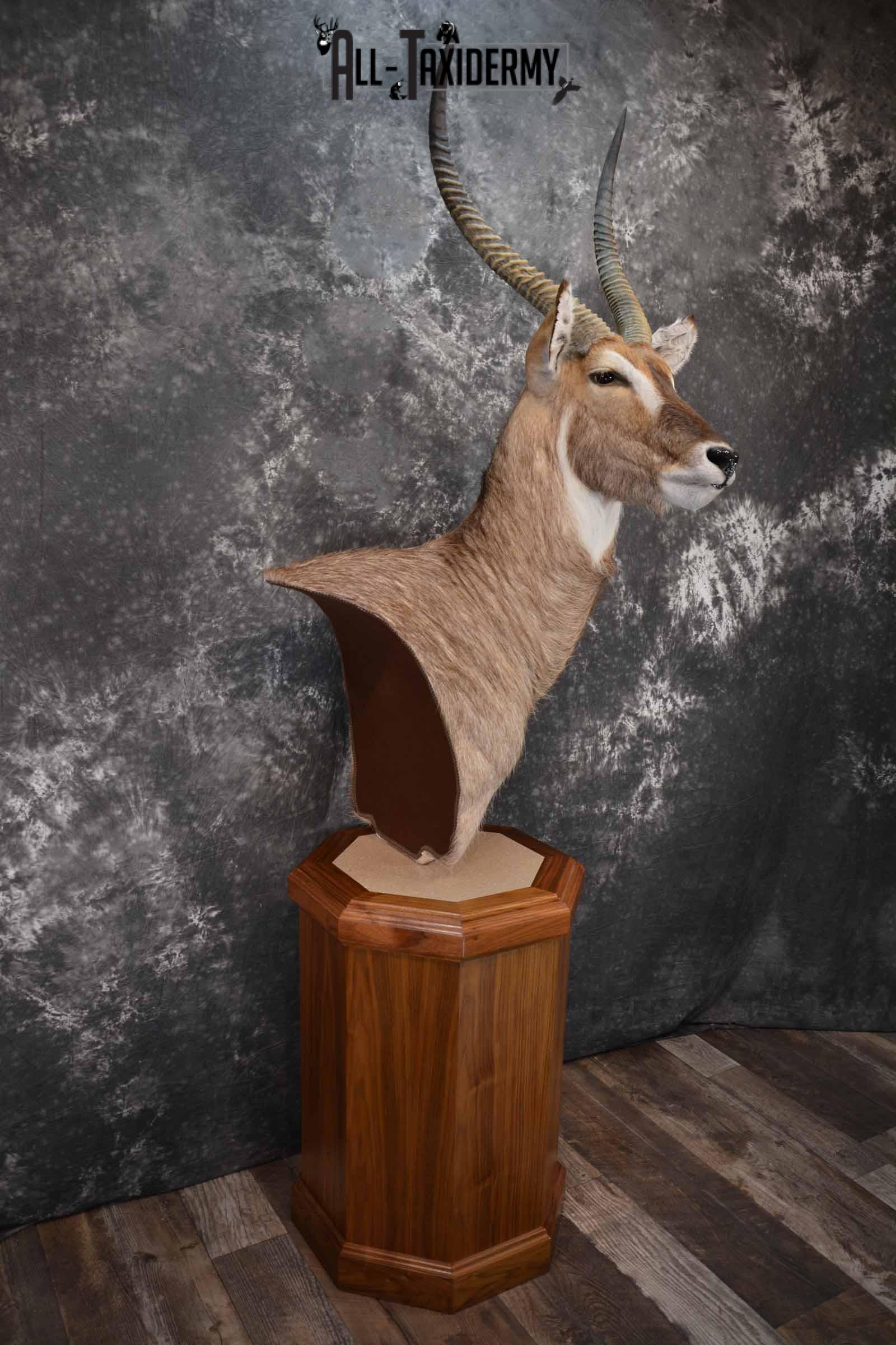 African Waterbuck Floor pedestal SKU 1369 - Image 4