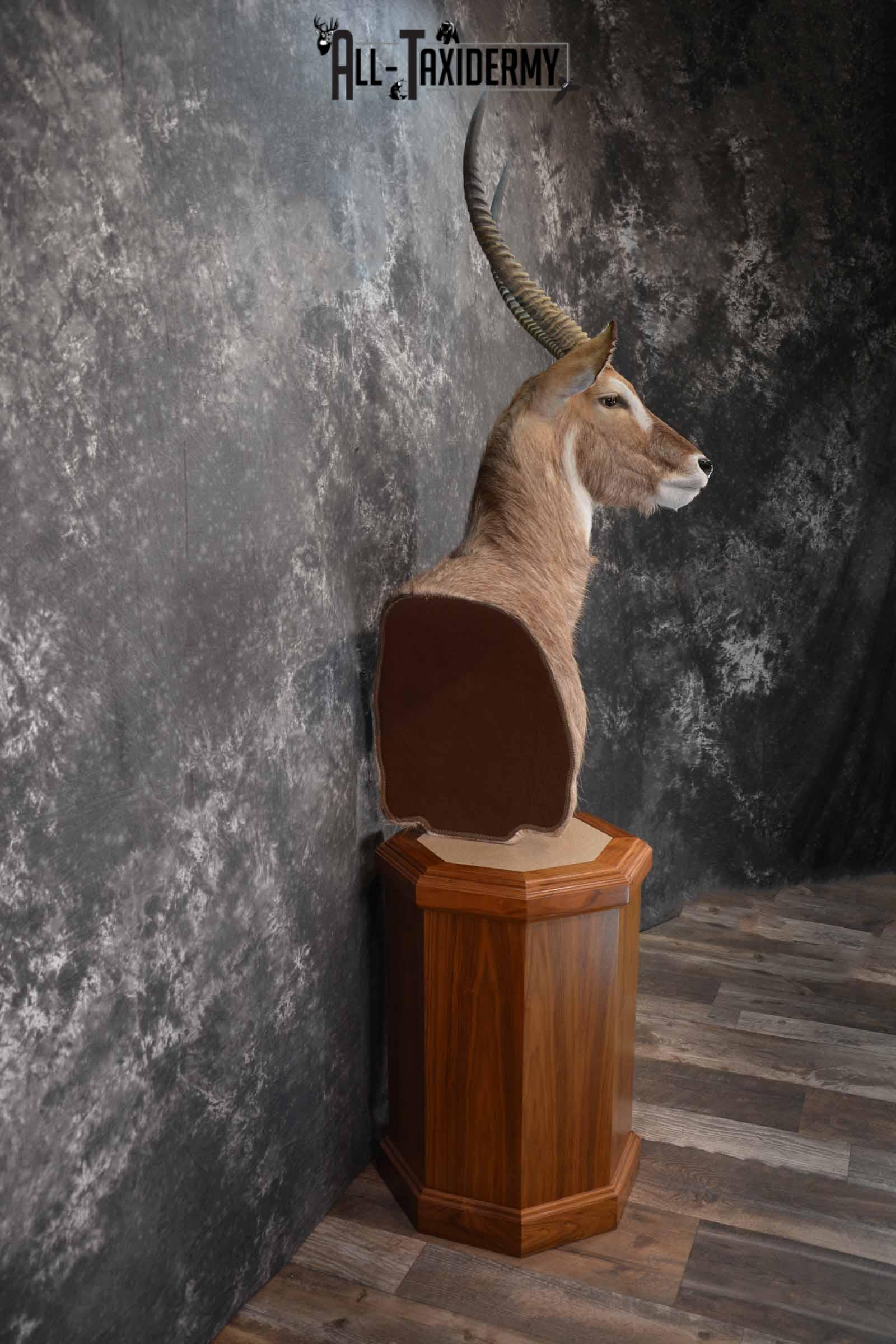 African Waterbuck Floor pedestal SKU 1369 - Image 5