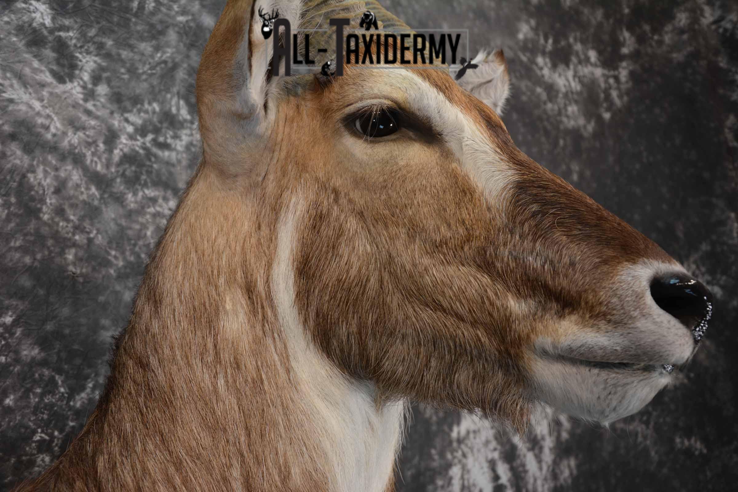 African Waterbuck Floor pedestal SKU 1369 - Image 6