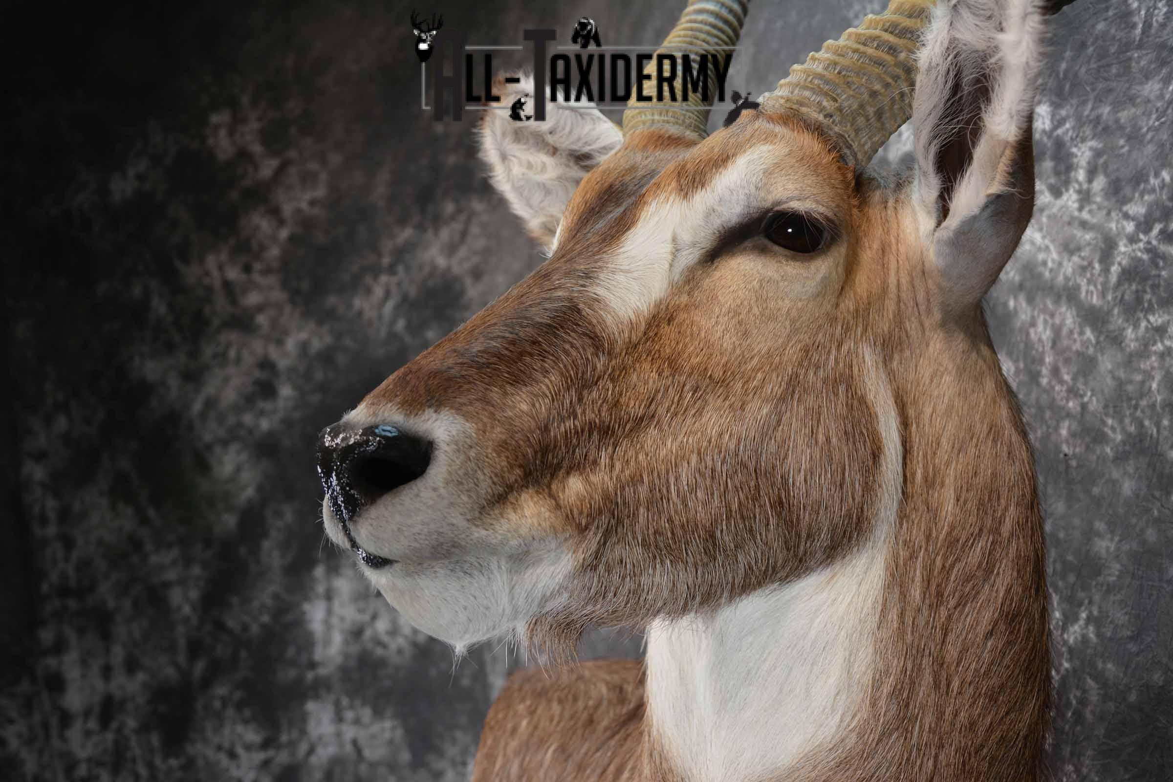 African Waterbuck Floor pedestal SKU 1369 - Image 7