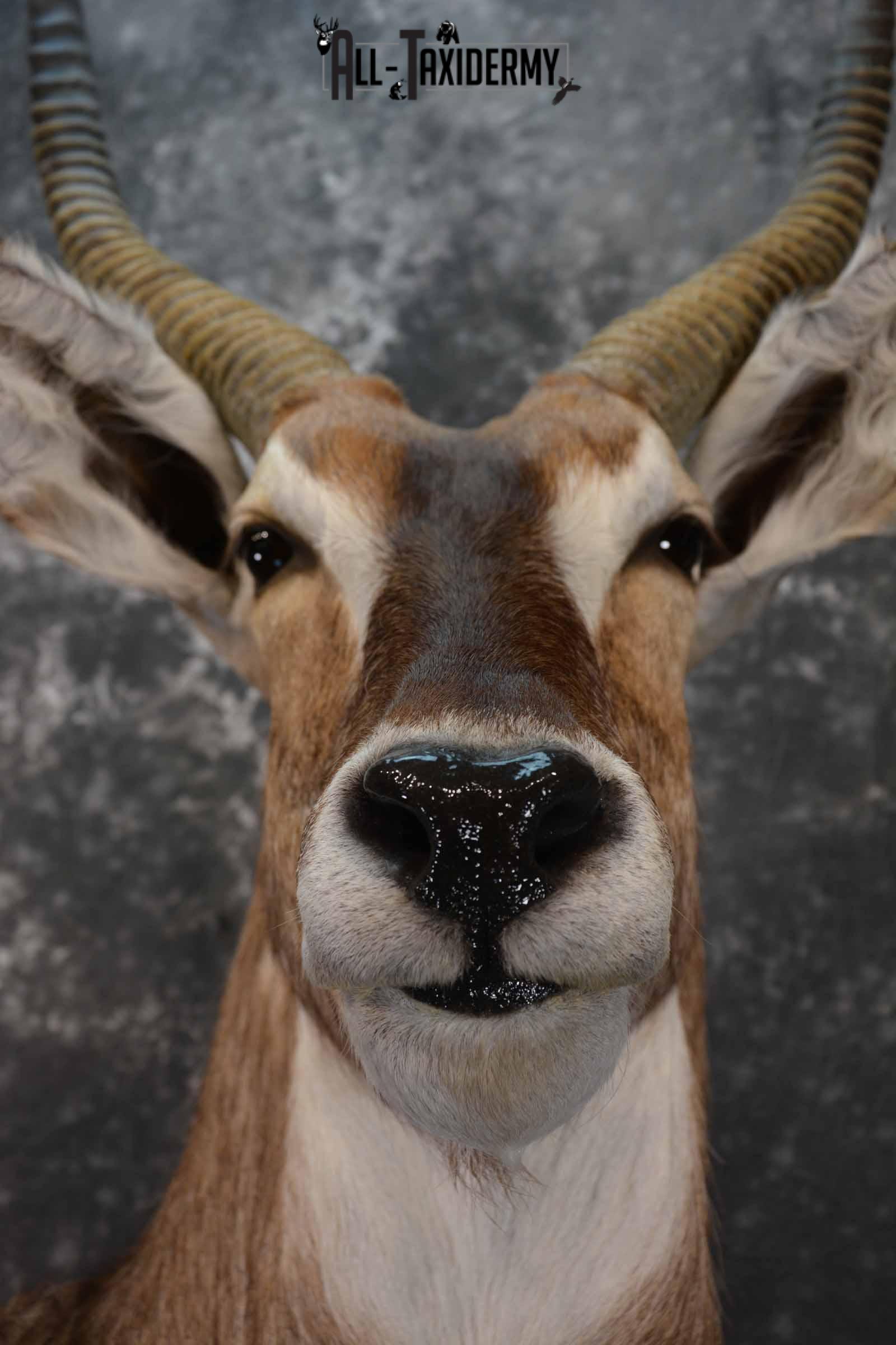 African Waterbuck Floor pedestal SKU 1369 - Image 8