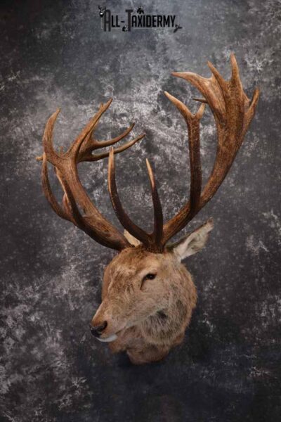 Red Stag taxidermy shoulder mount SKU 1370