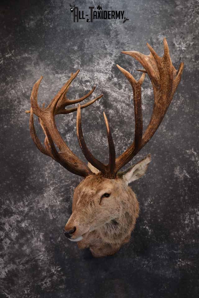 Red Stag taxidermy shoulder mount SKU 1370