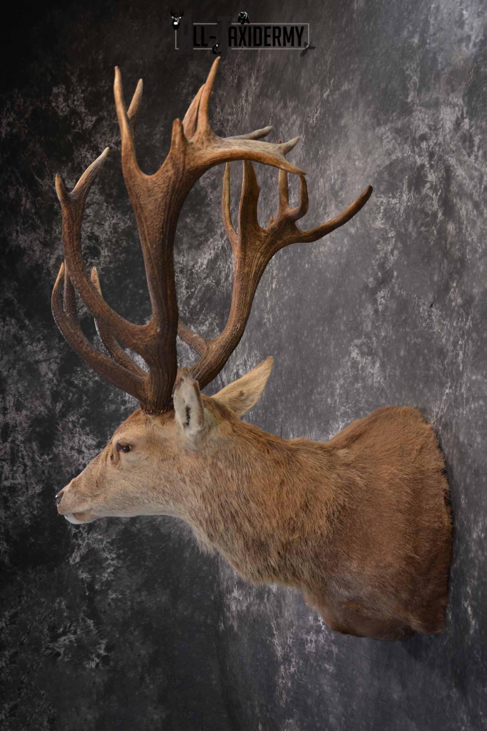 Red Stag taxidermy shoulder mount SKU 1370 - Image 3