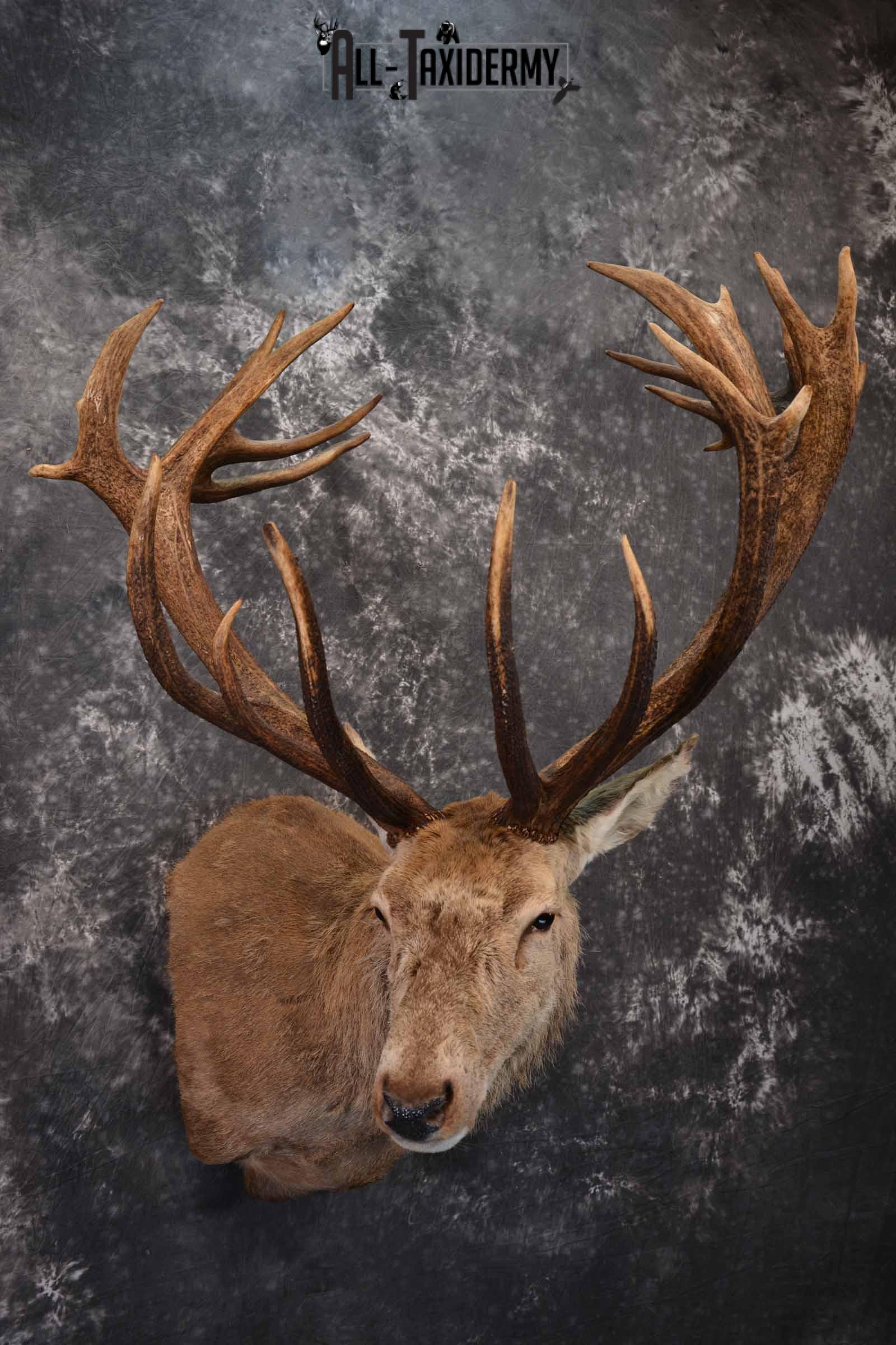 Red Stag taxidermy shoulder mount SKU 1370 - Image 4
