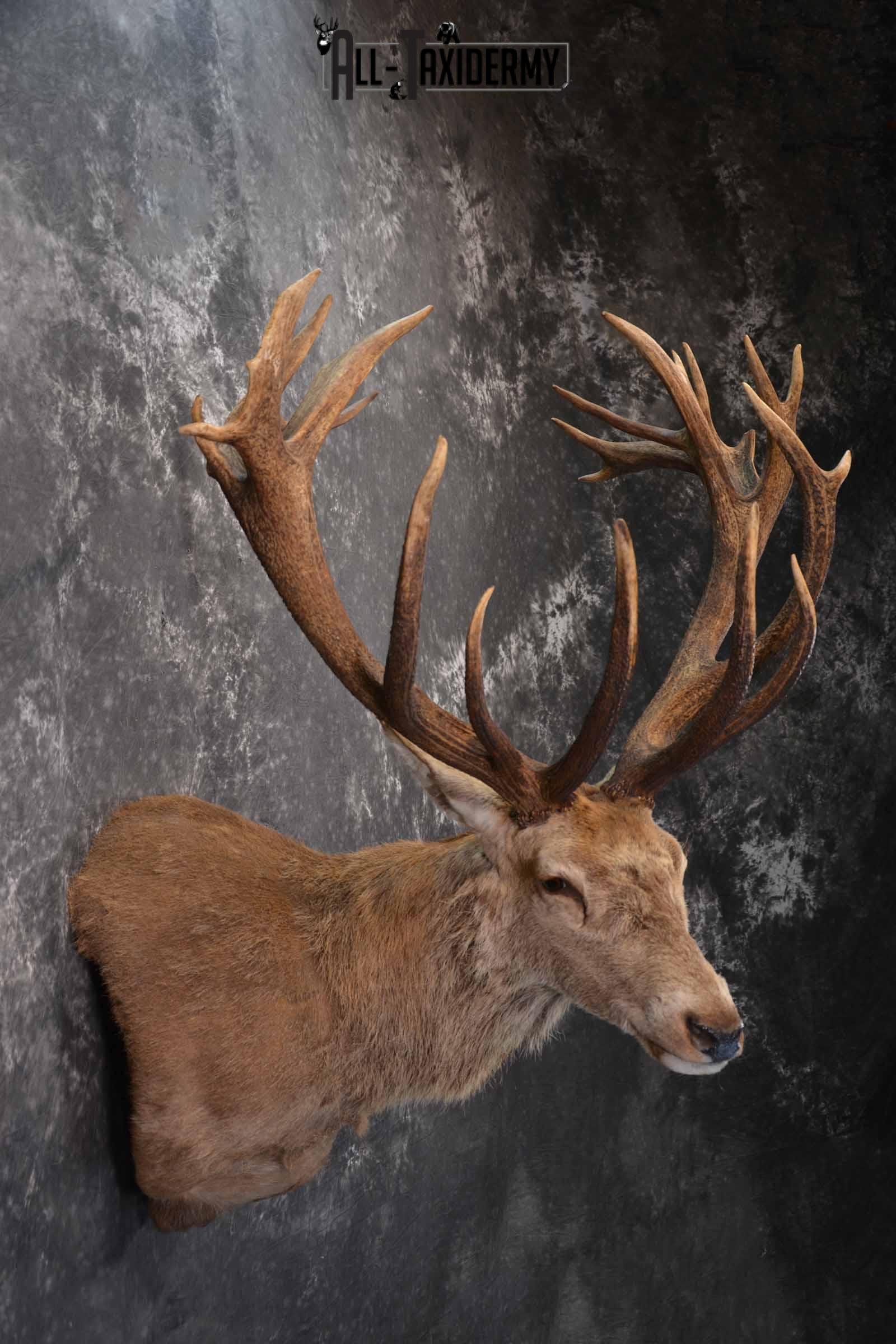 Red Stag taxidermy shoulder mount SKU 1370 - Image 5