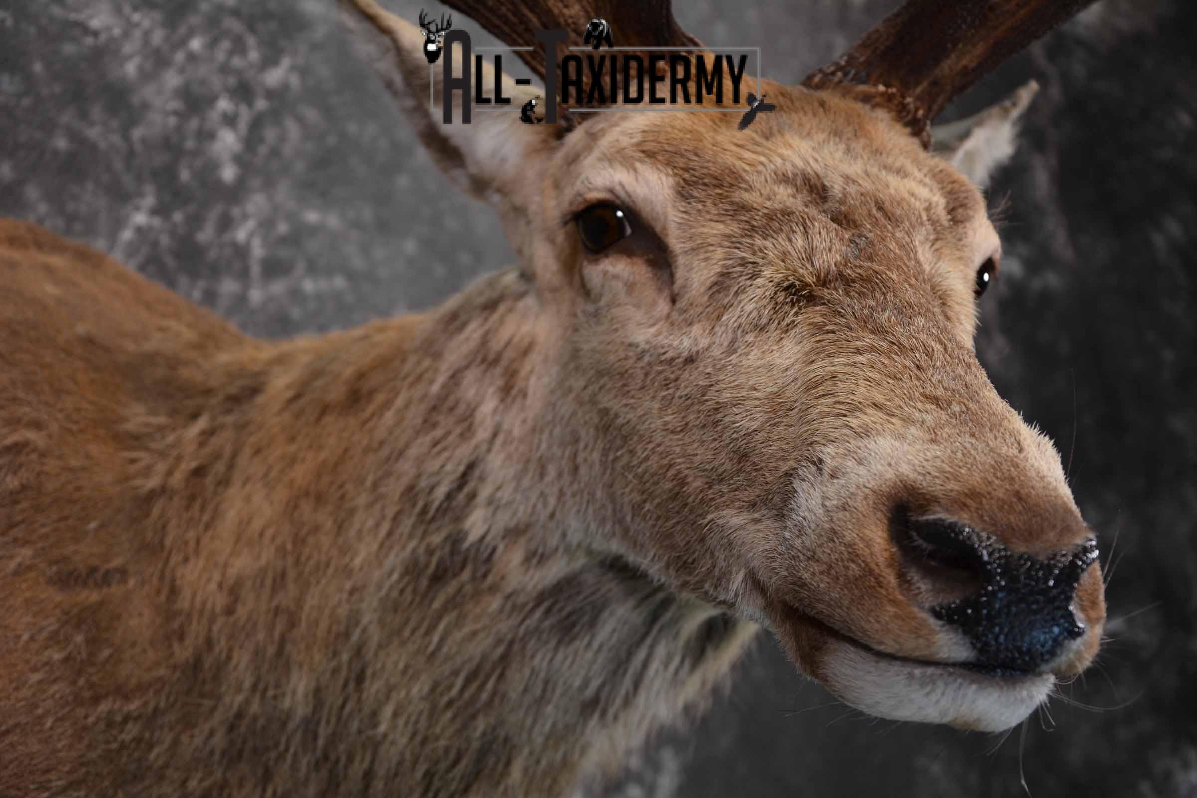 Red Stag taxidermy shoulder mount SKU 1370 - Image 6