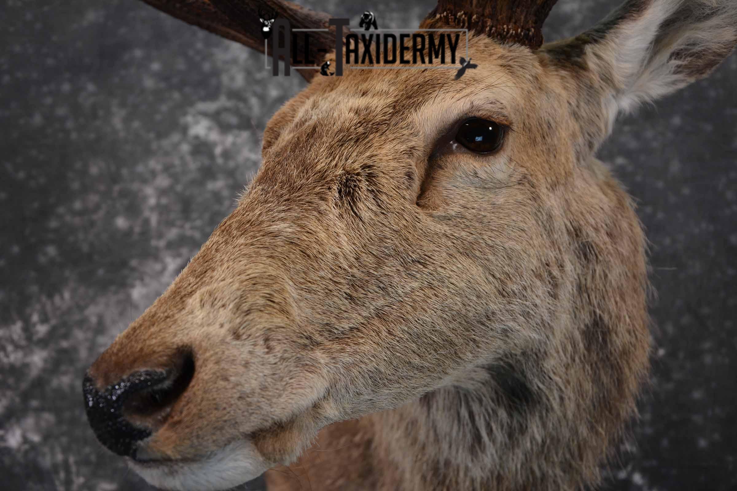 Red Stag taxidermy shoulder mount SKU 1370 - Image 7