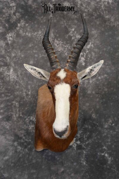 African Blesbok taxidermy shoulder mount for sale SKU 1371