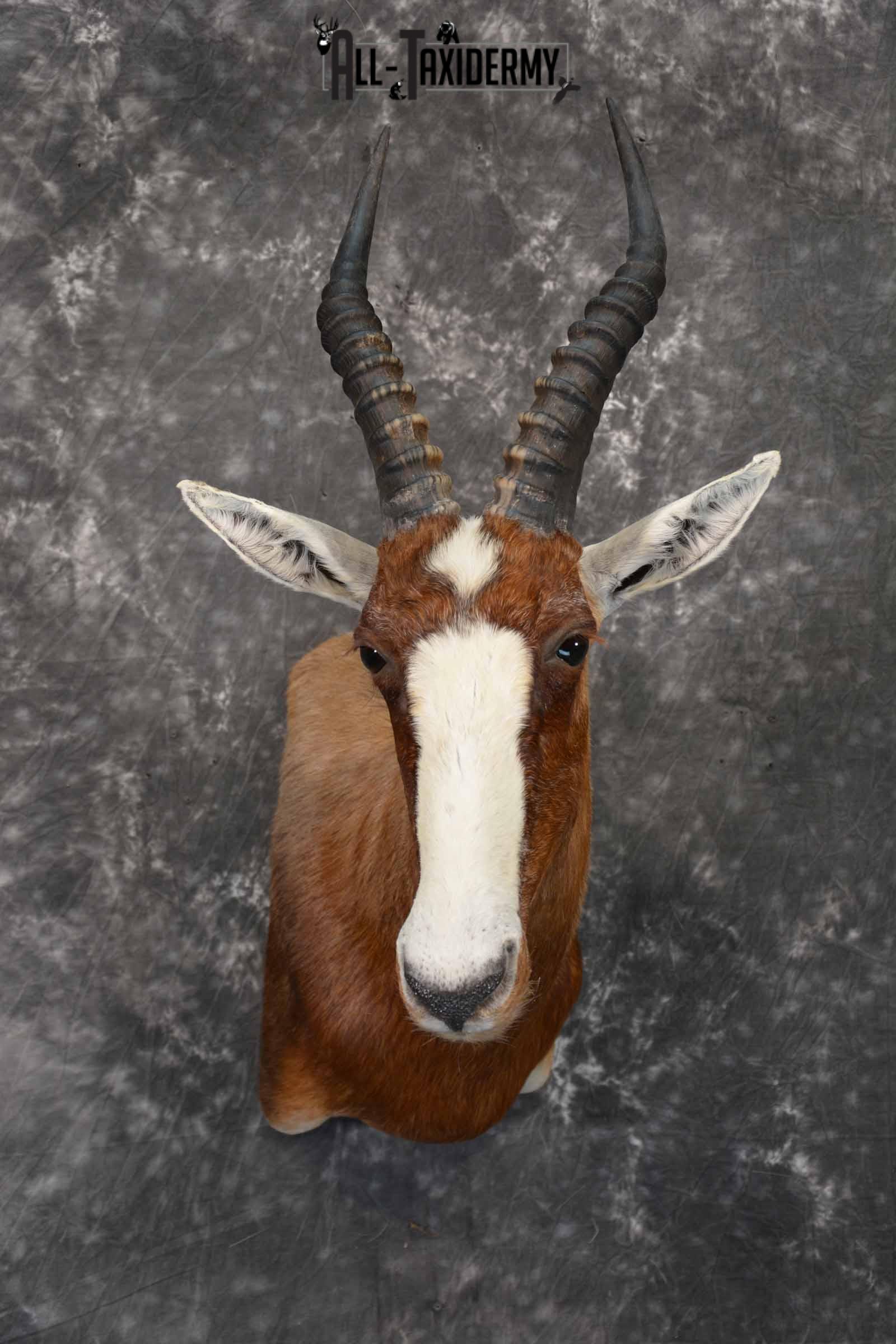 African Blesbok taxidermy shoulder mount for sale SKU 1371