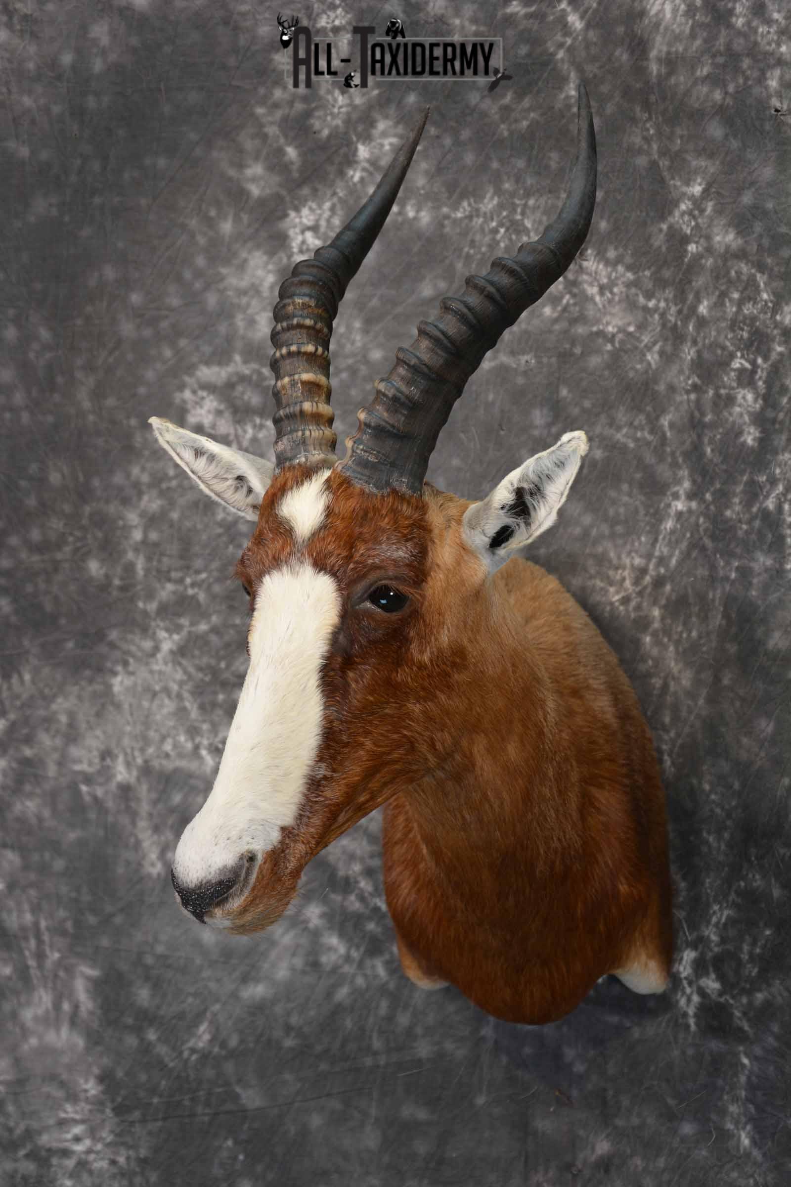 African Blesbok taxidermy shoulder mount for sale SKU 1371 - Image 2