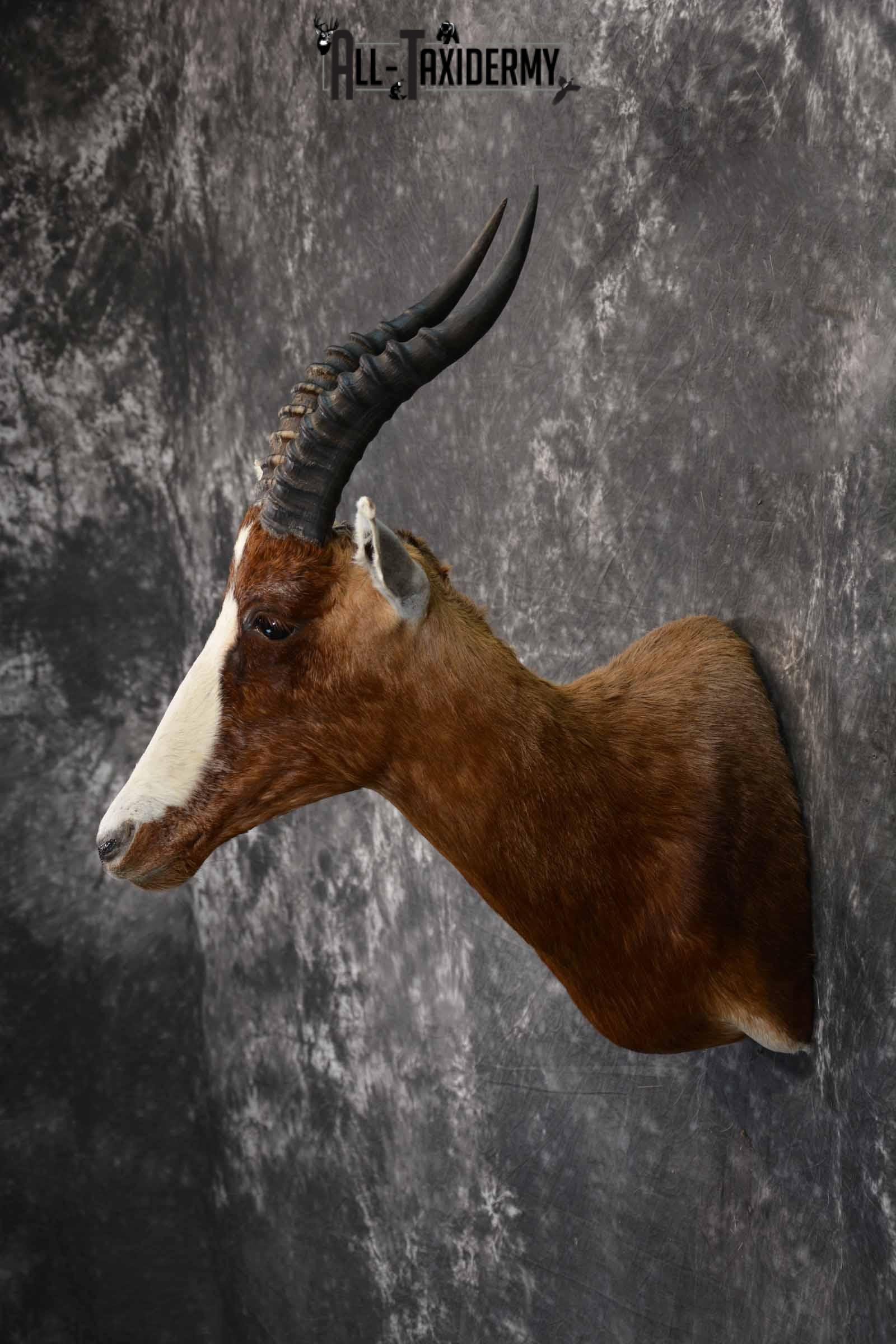 African Blesbok taxidermy shoulder mount for sale SKU 1371 - Image 3