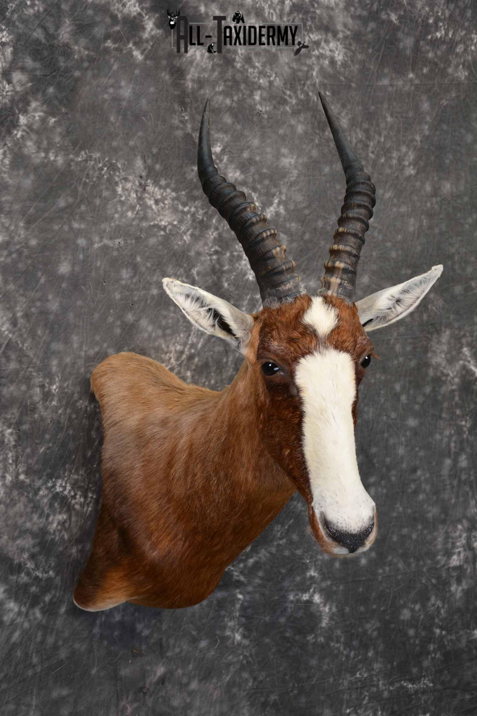 African Blesbok taxidermy shoulder mount for sale SKU 1371 - Image 4