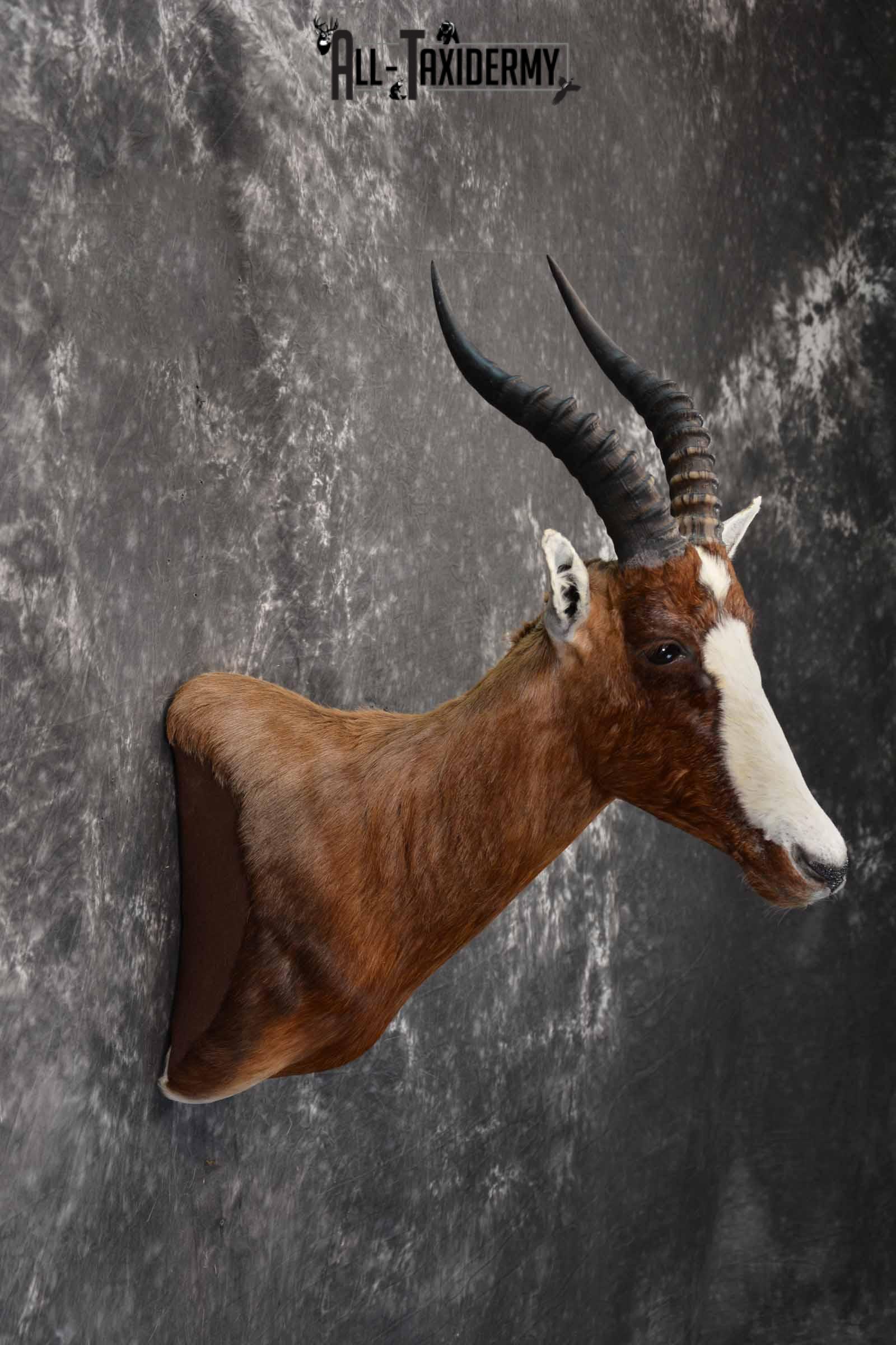 African Blesbok taxidermy shoulder mount for sale SKU 1371 - Image 5