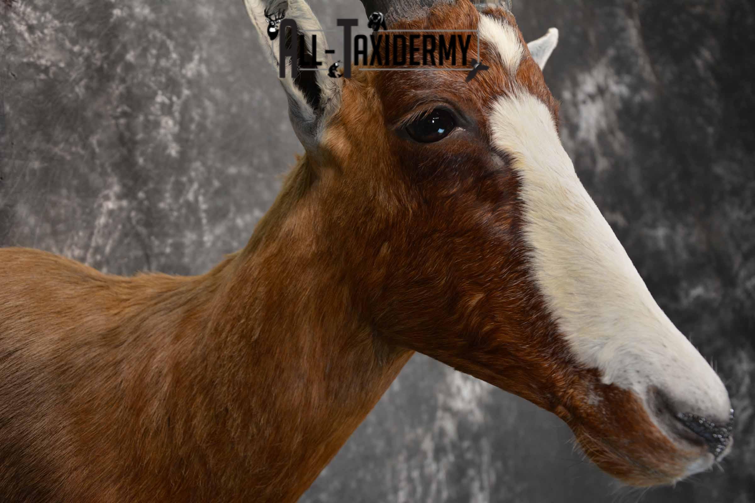 African Blesbok taxidermy shoulder mount for sale SKU 1371 - Image 6