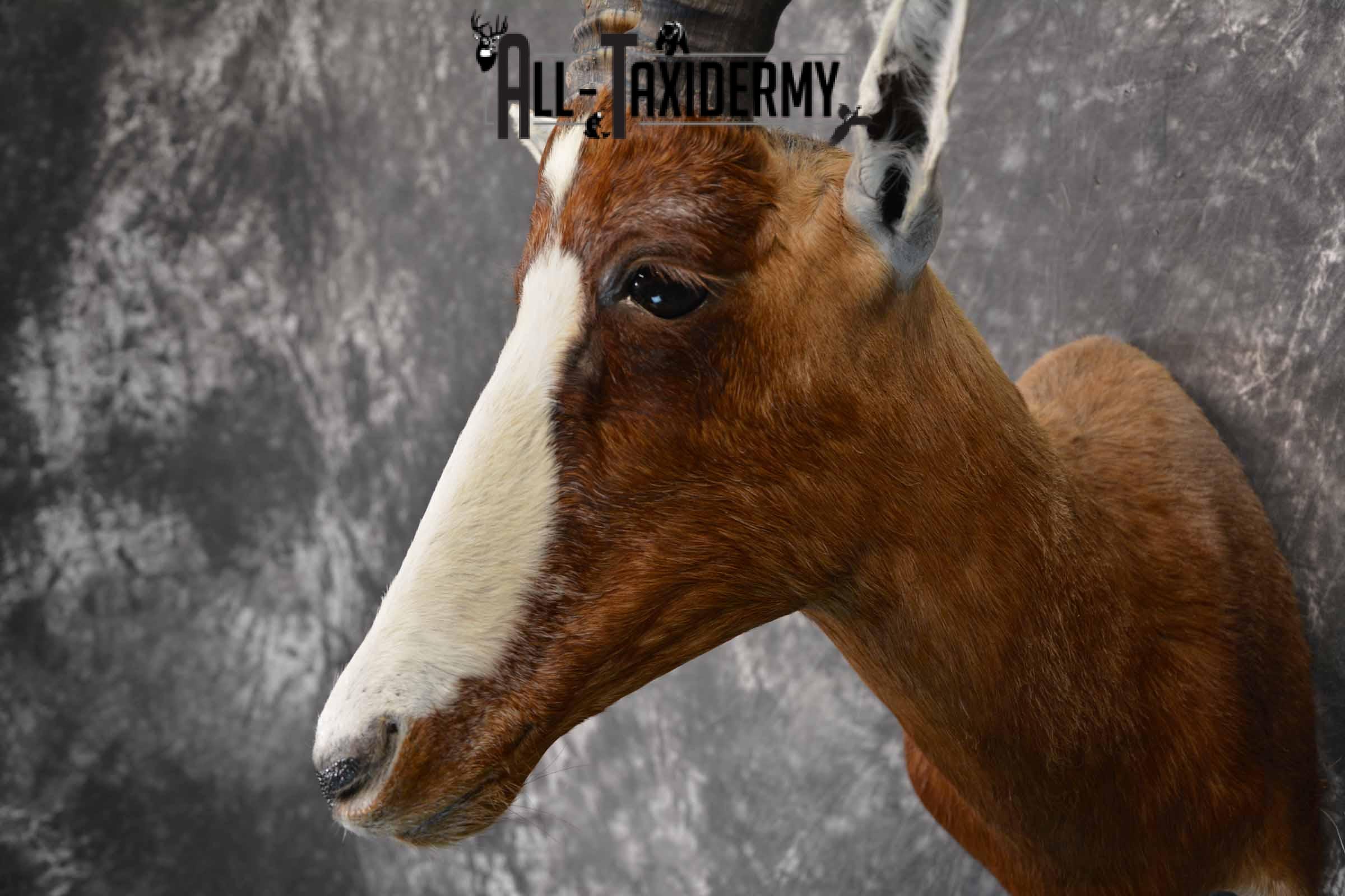 African Blesbok taxidermy shoulder mount for sale SKU 1371 - Image 7