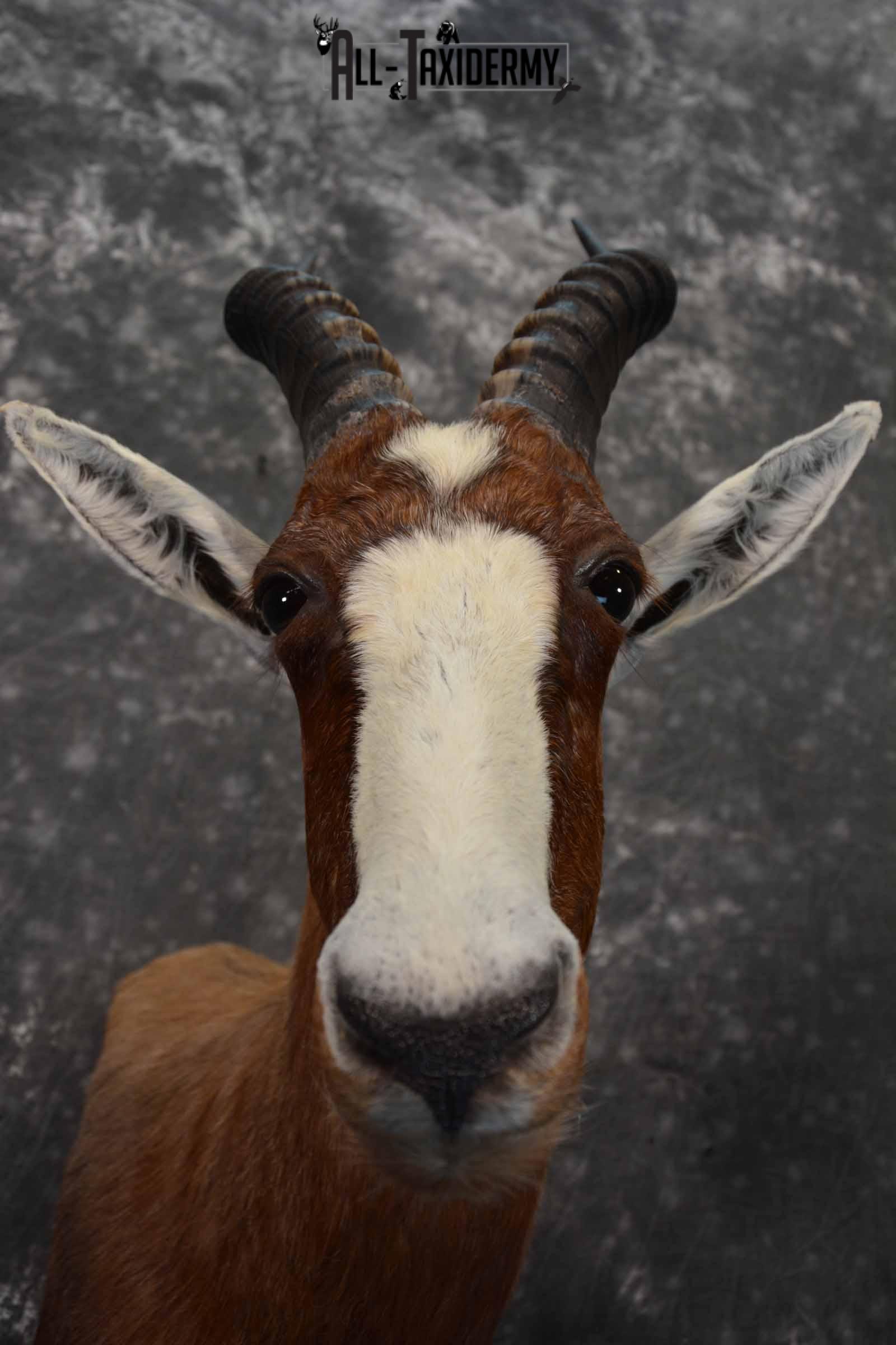 African Blesbok taxidermy shoulder mount for sale SKU 1371 - Image 8