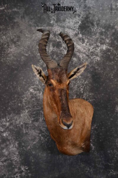 African Hartebeest taxidermy shoulder mount for sale SKU 1372