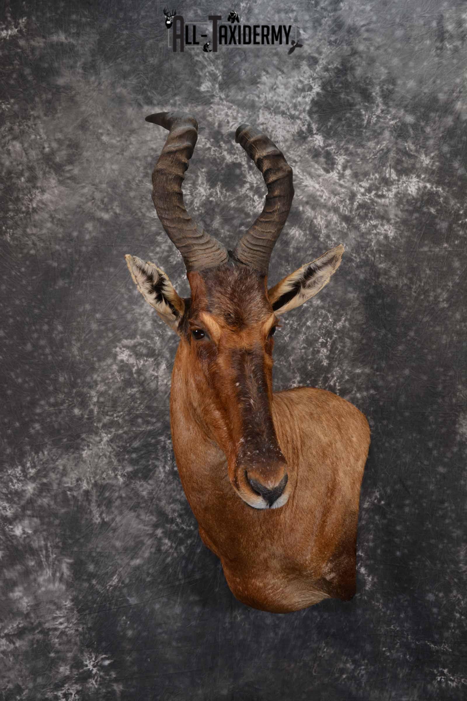 African Hartebeest taxidermy shoulder mount for sale SKU 1372