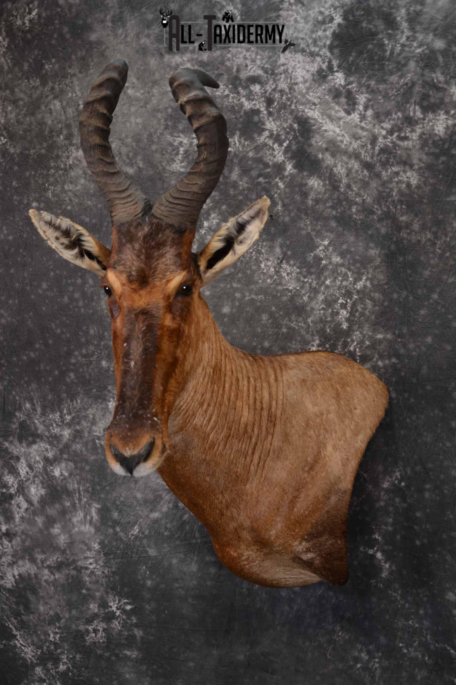 African Hartebeest taxidermy shoulder mount for sale SKU 1372 - Image 2