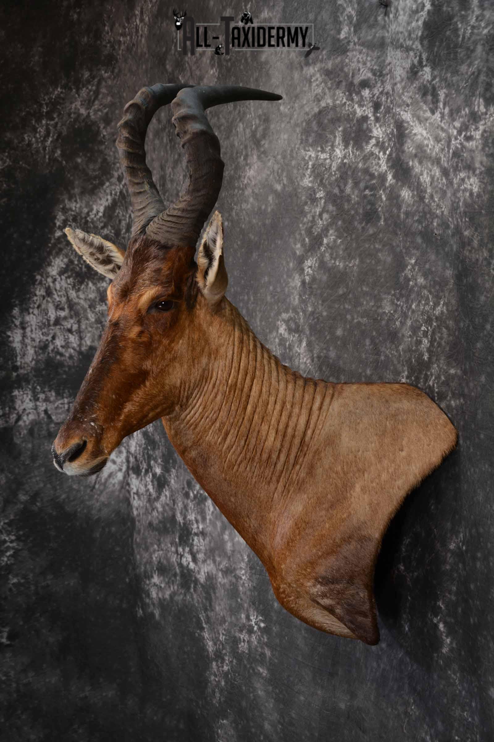 African Hartebeest taxidermy shoulder mount for sale SKU 1372 - Image 3