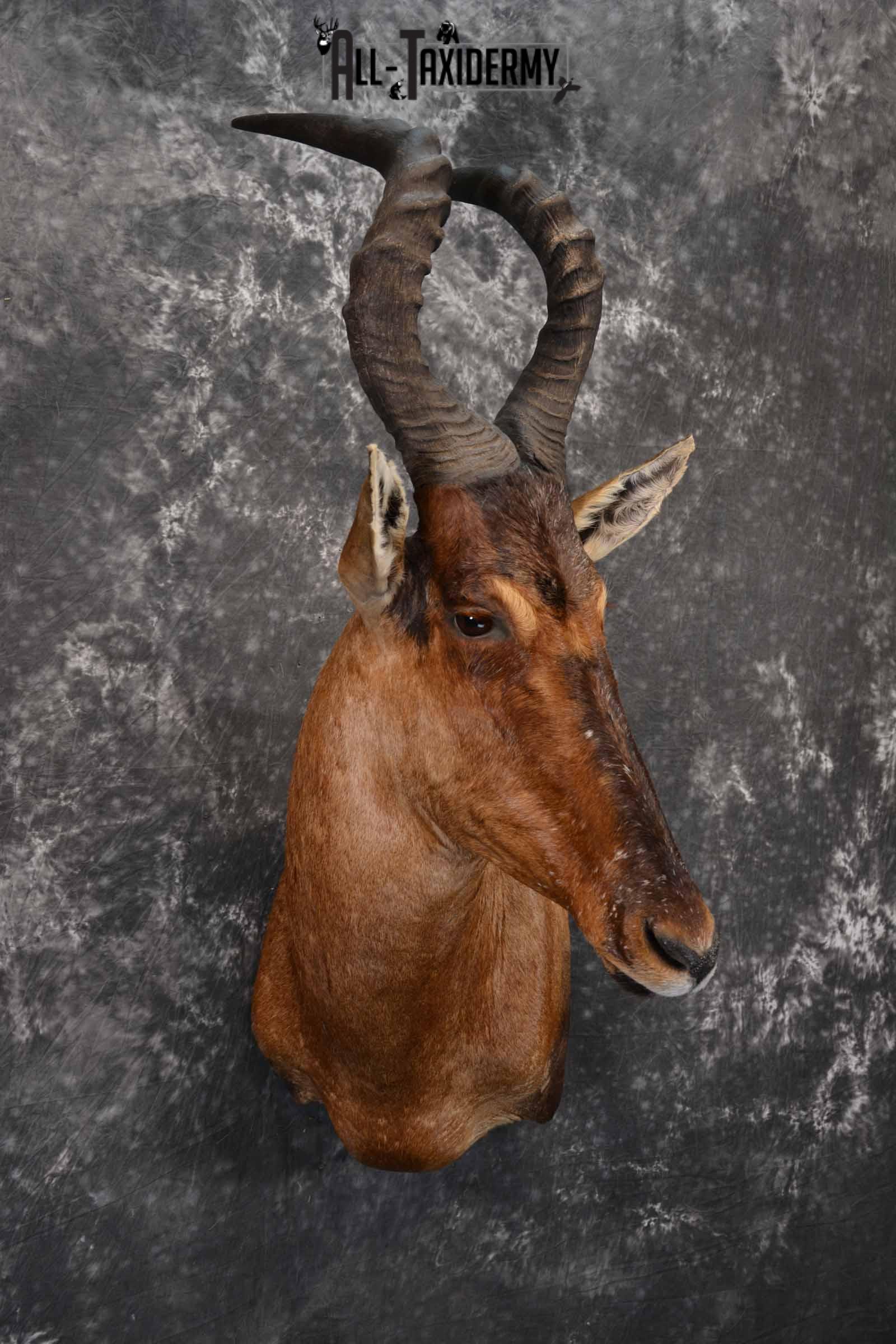 African Hartebeest taxidermy shoulder mount for sale SKU 1372 - Image 4
