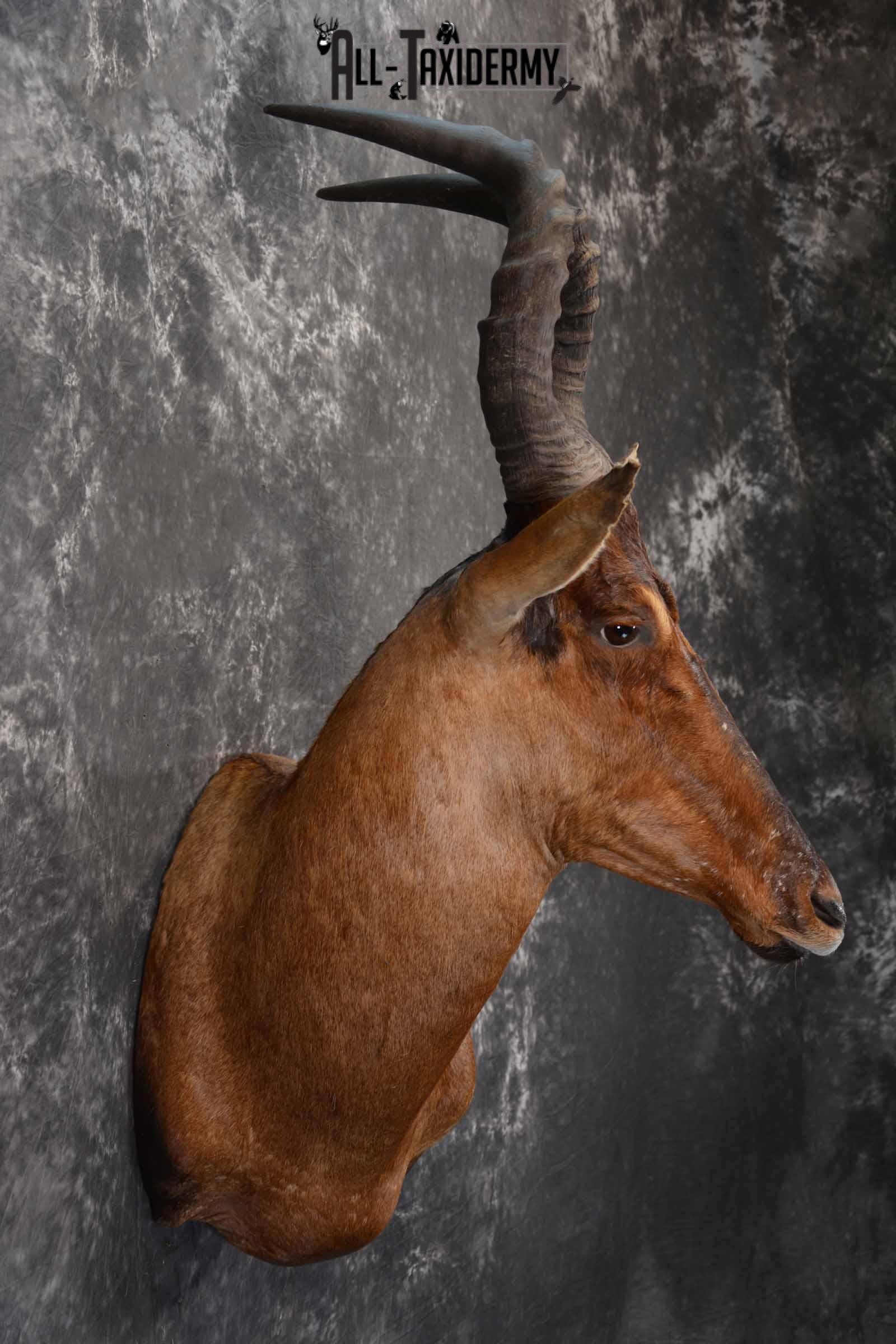African Hartebeest taxidermy shoulder mount for sale SKU 1372 - Image 5